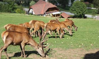 A group of deer is grazing on a green meadow. In the background, there is a house with a red roof and trees.