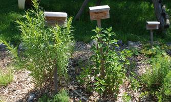 A small herb garden with various plants and wooden signs for labeling. The plants are green and grow on a soil made of small pieces of wood.