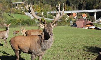 A majestic deer stands on a green meadow. In the background, forests and houses are visible.