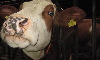 A cow with a striking pattern stands in a stable. She looks playful and has some grass in her mouth.