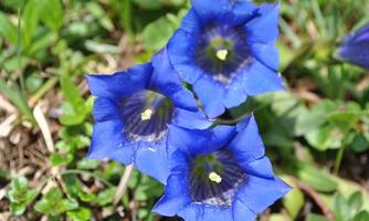 Three bright blue gentian flowers in lush green grass. The flowers have a striking shape and radiate freshness.