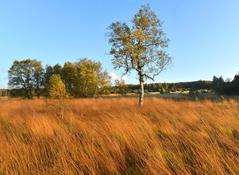 Fuhrung Vom Ottilienstein Zum Roten Moor