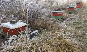 Bienenstöcke im Winter