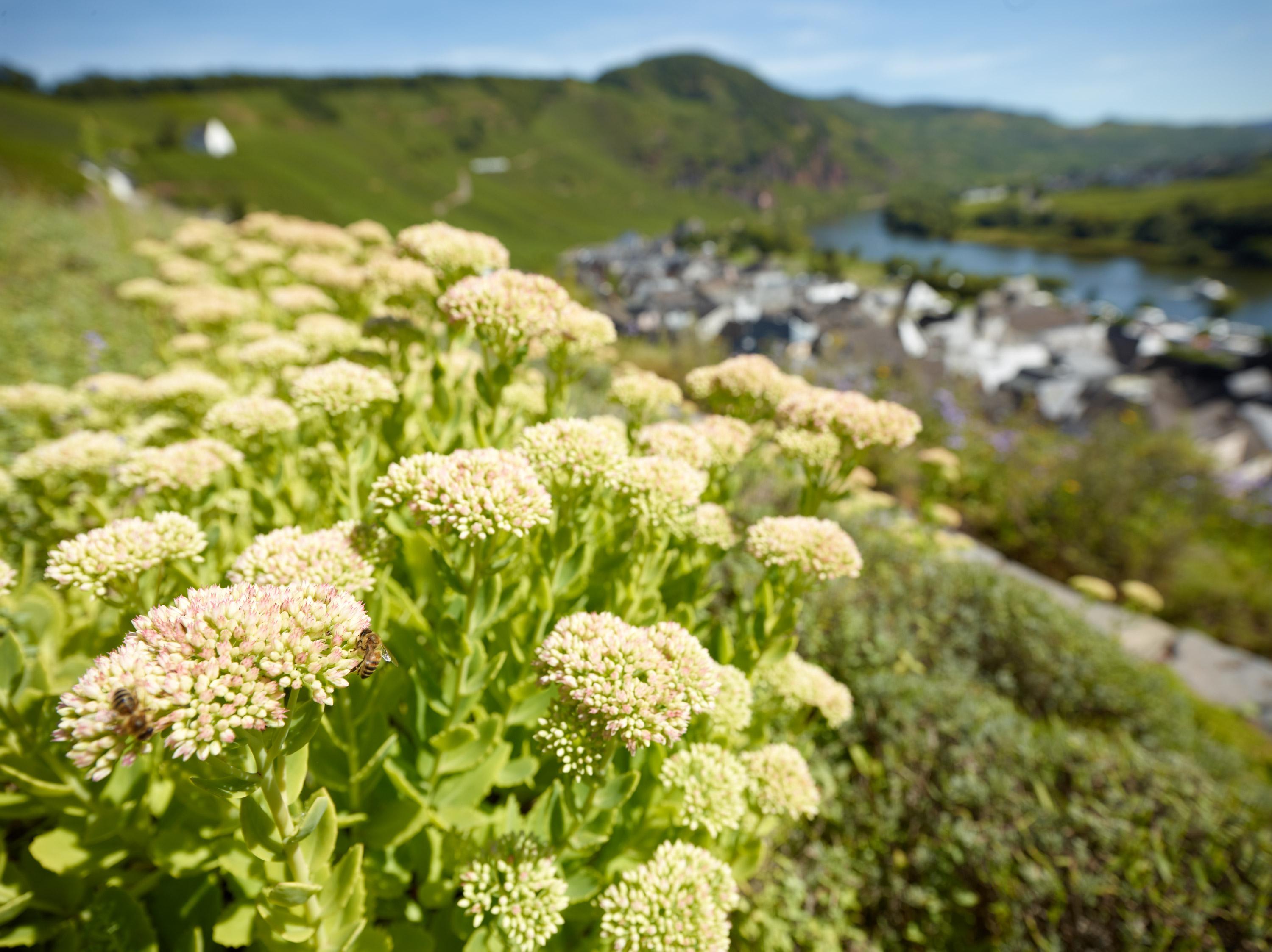 Gewürzgarten Ürzig