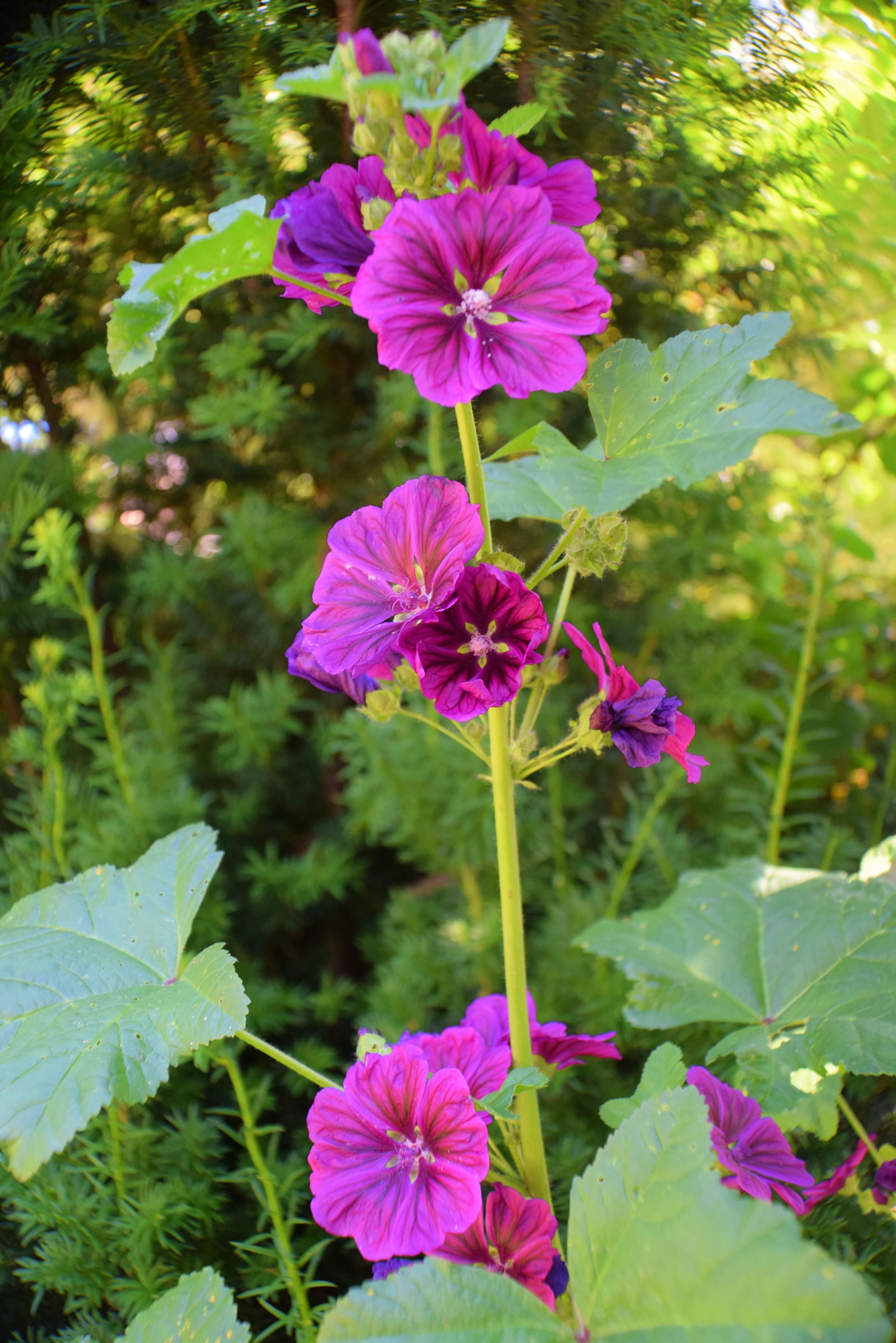 Blumen