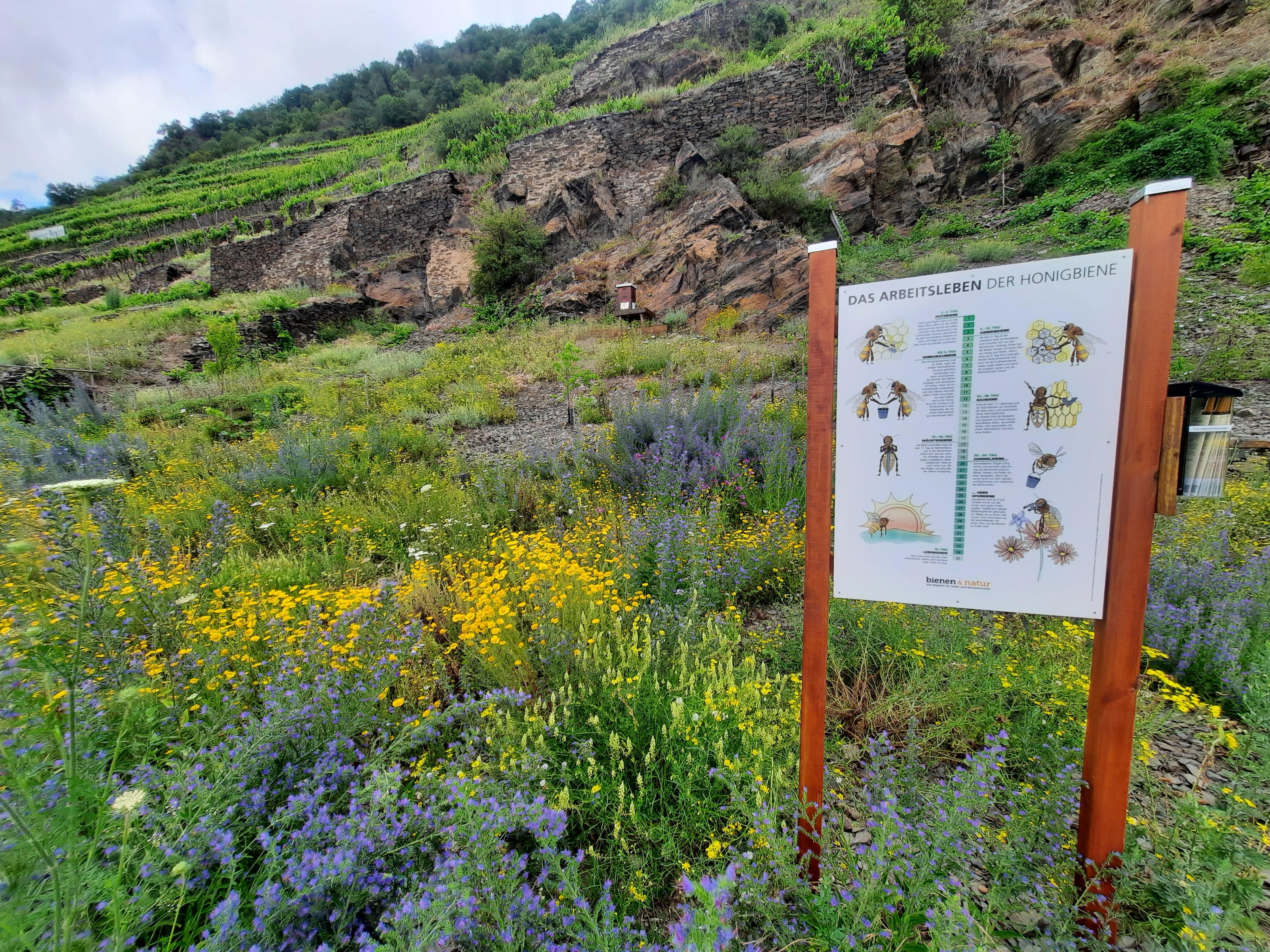 Hinweistafeln zu den Bienen