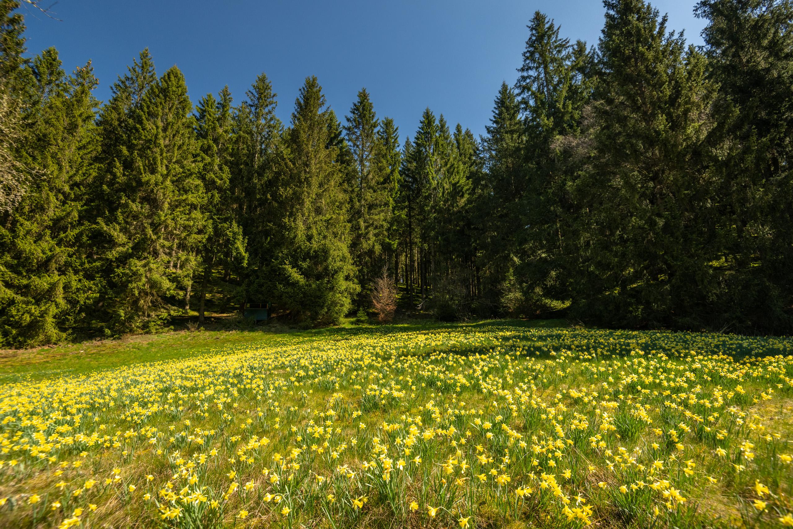 Narcissi meadows in the Perlenbach and Fuhrtsbach valleys