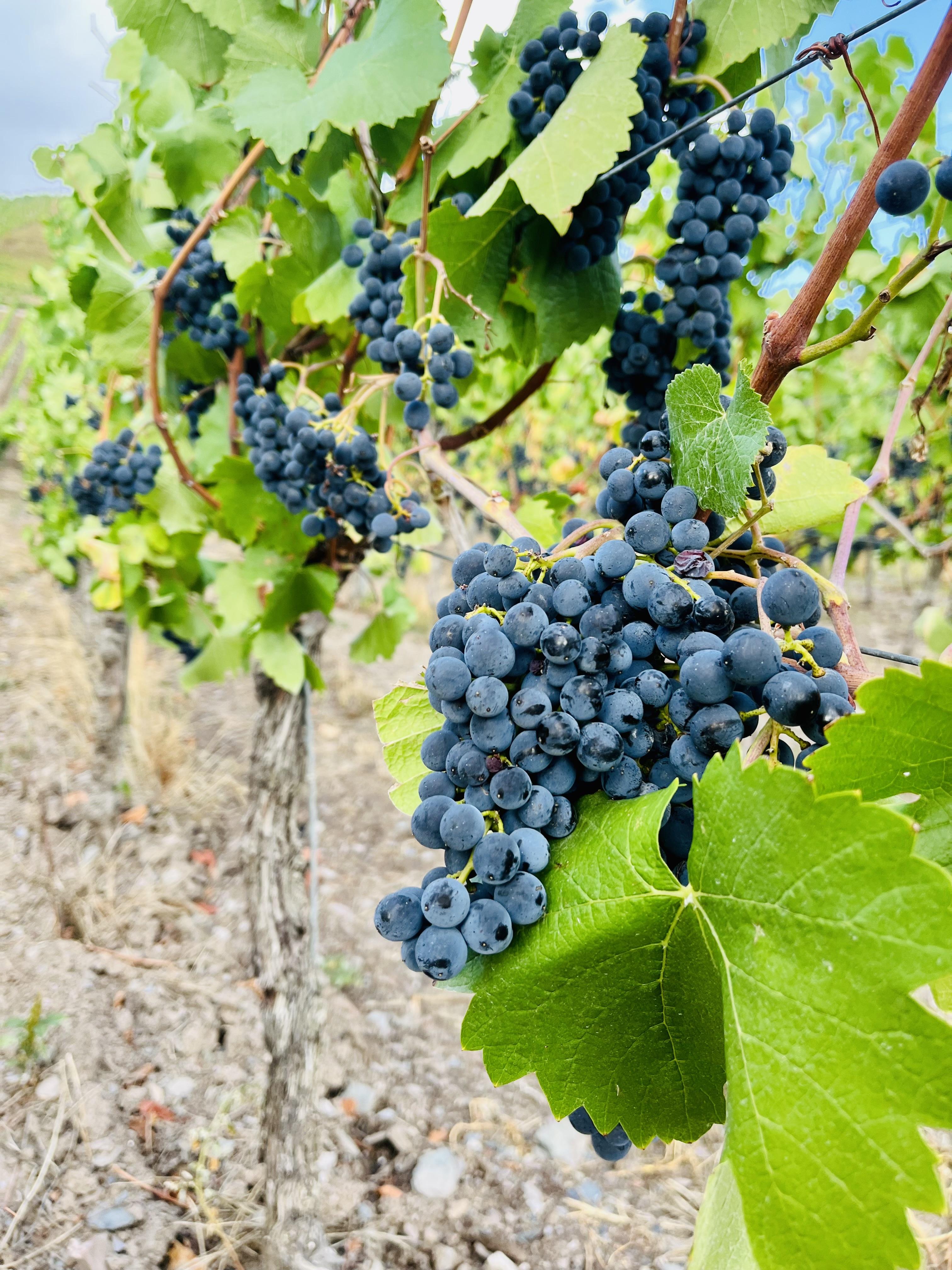 Blaue Weintrauben