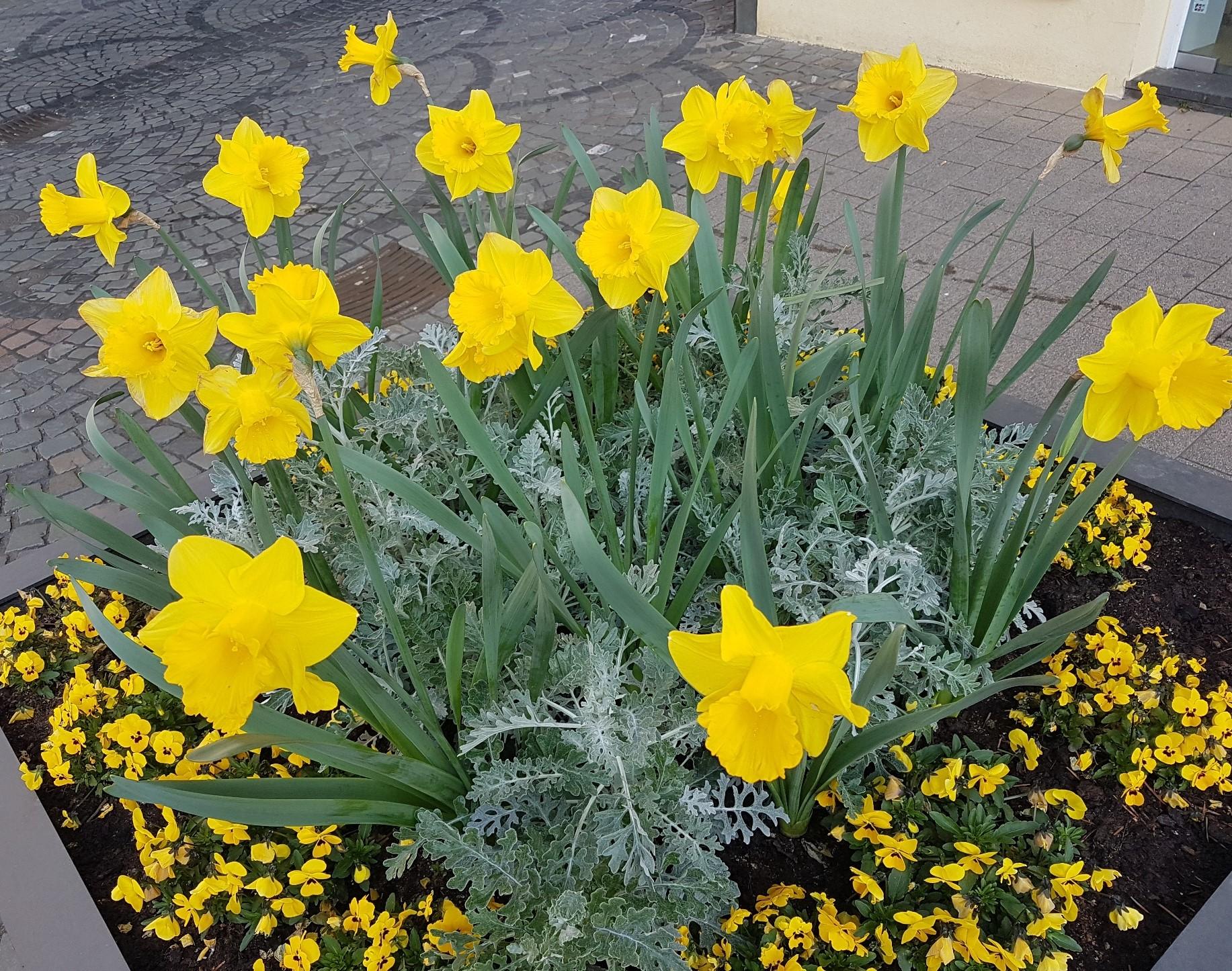 Frühling in Wittlich