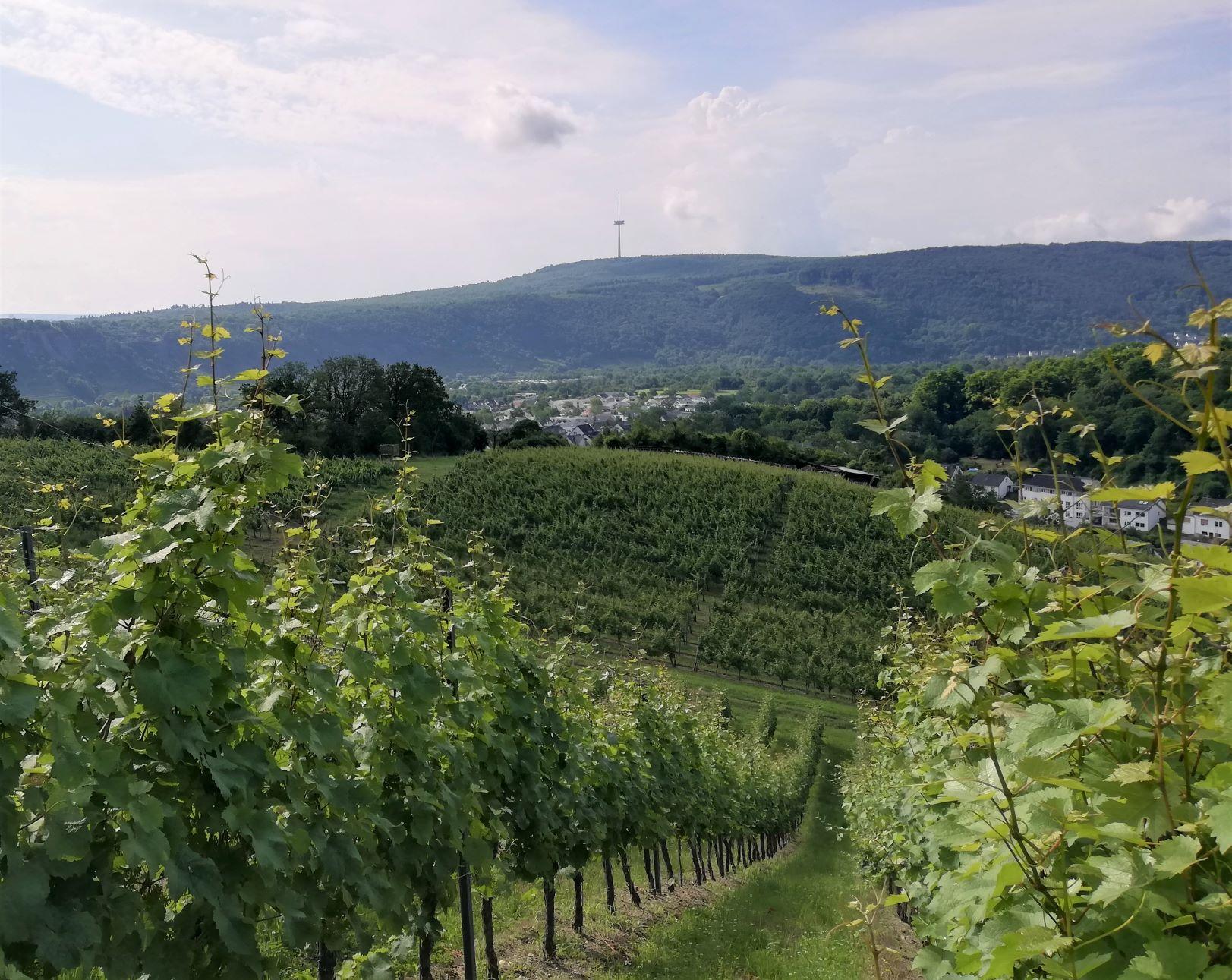 Bienengarten Steillage Güls