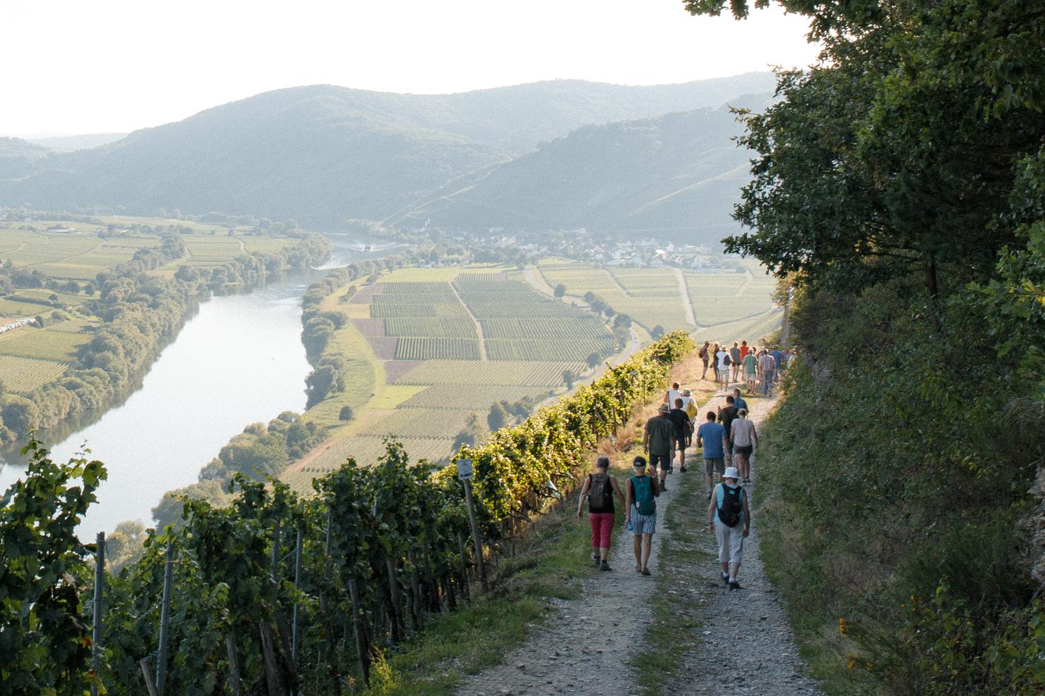 Wandern durch Weinberge
