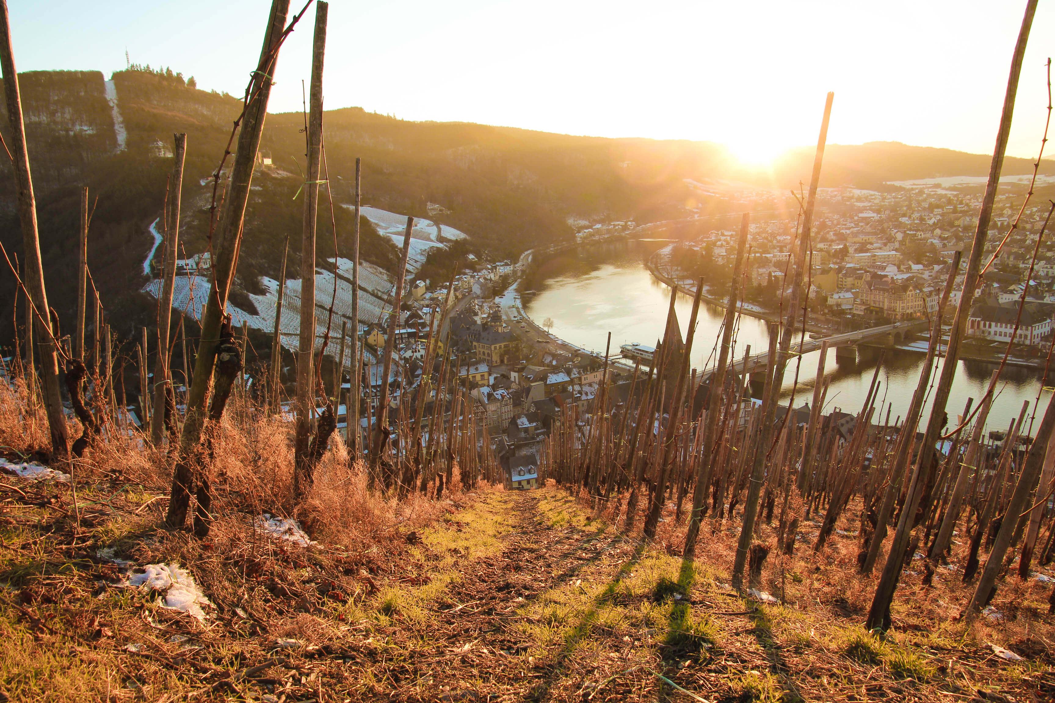 Weinlage mit Blick auf die Mosel