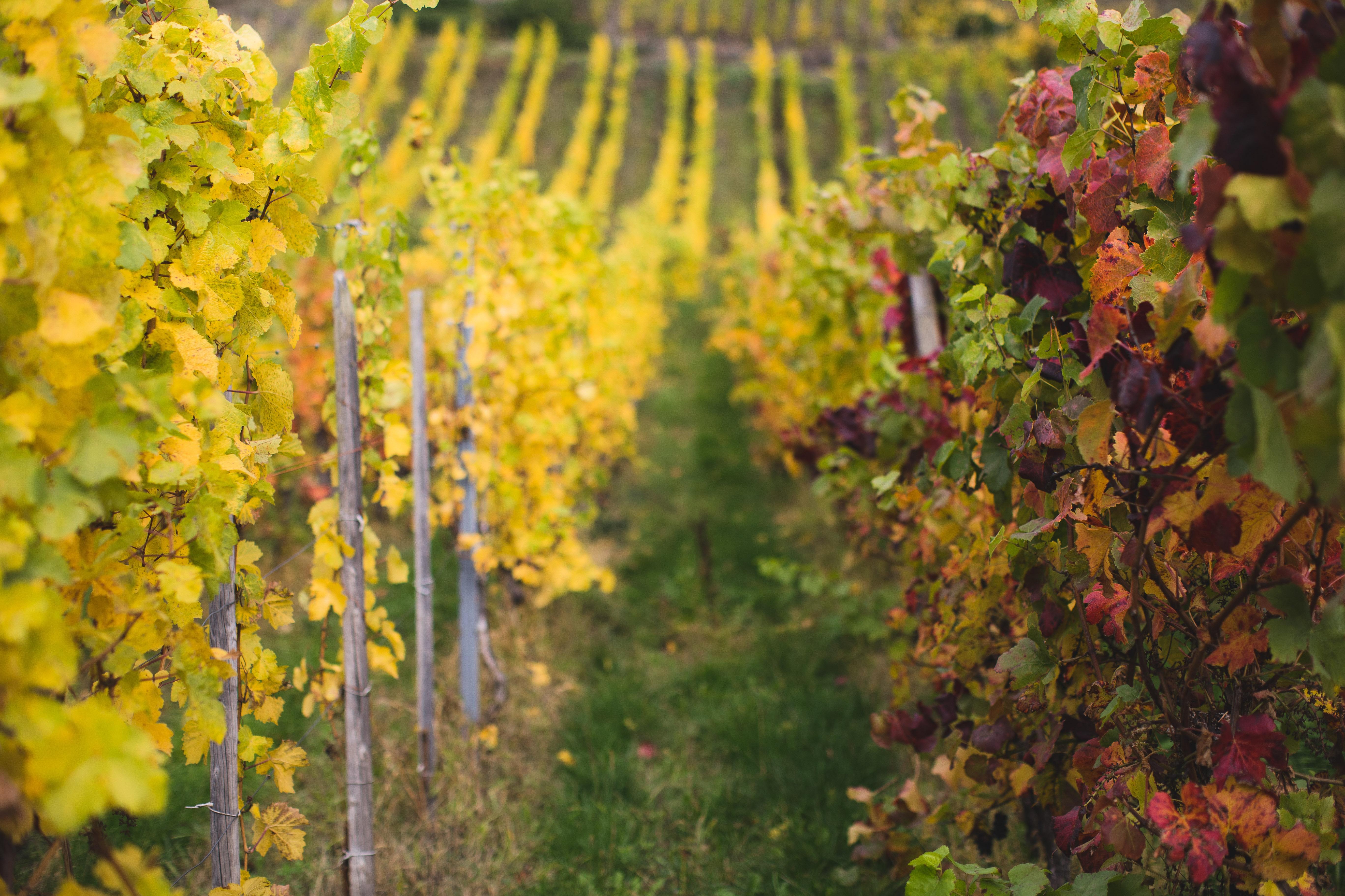 Weinberge im Herbst