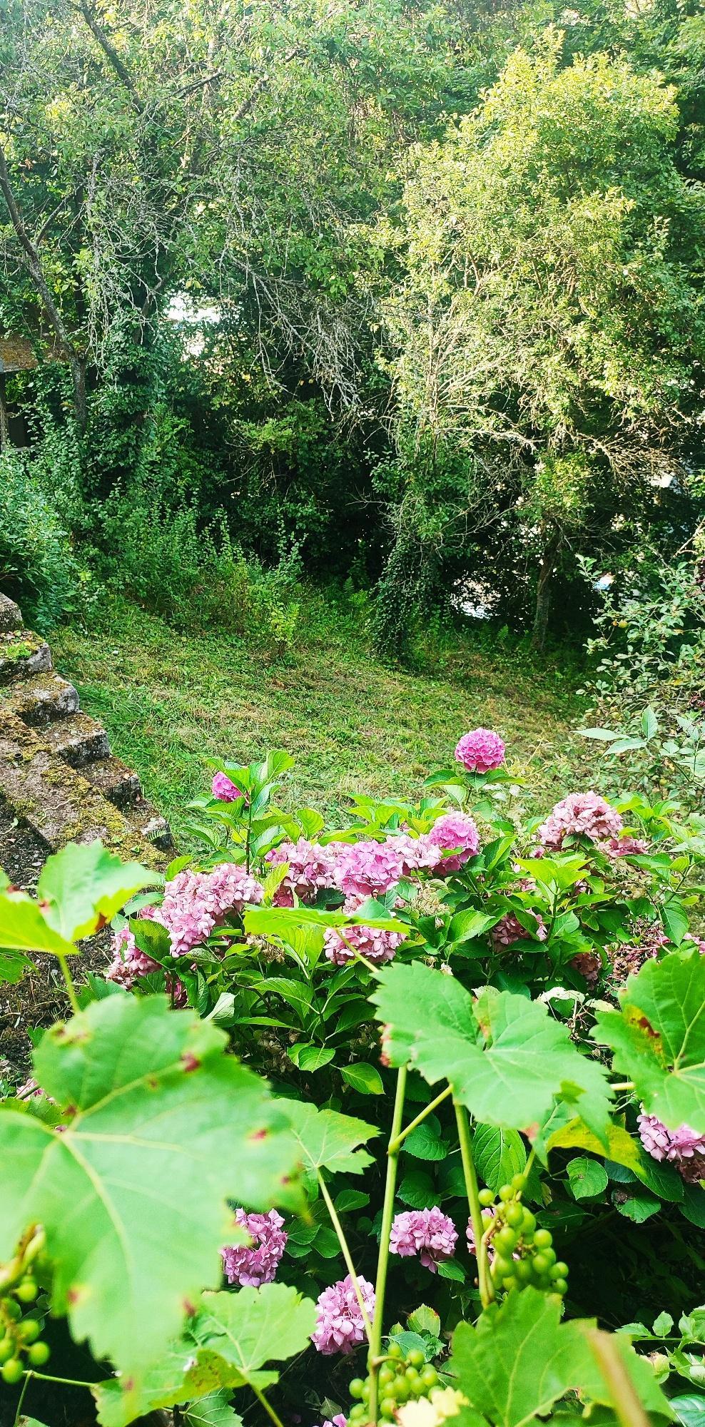 naturbelassener Waldgarten