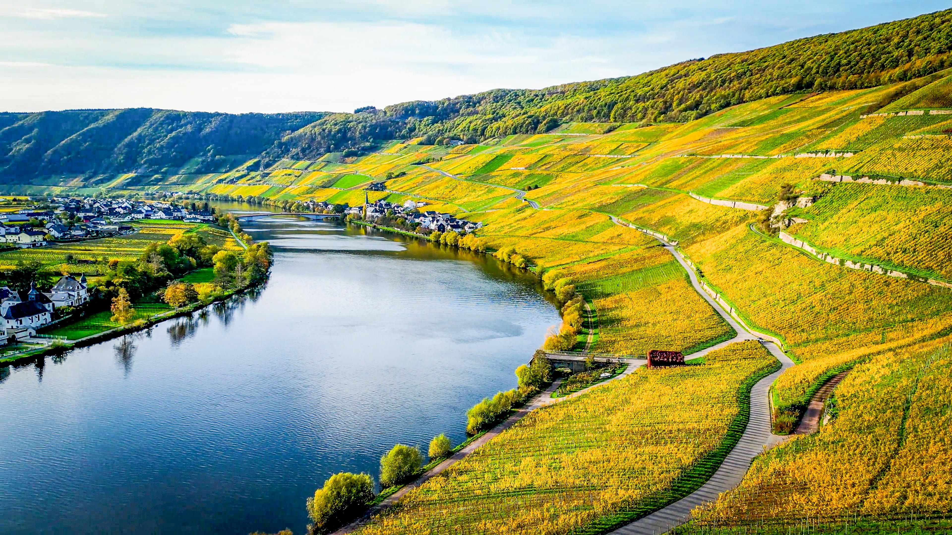 Weinberge in Piesport