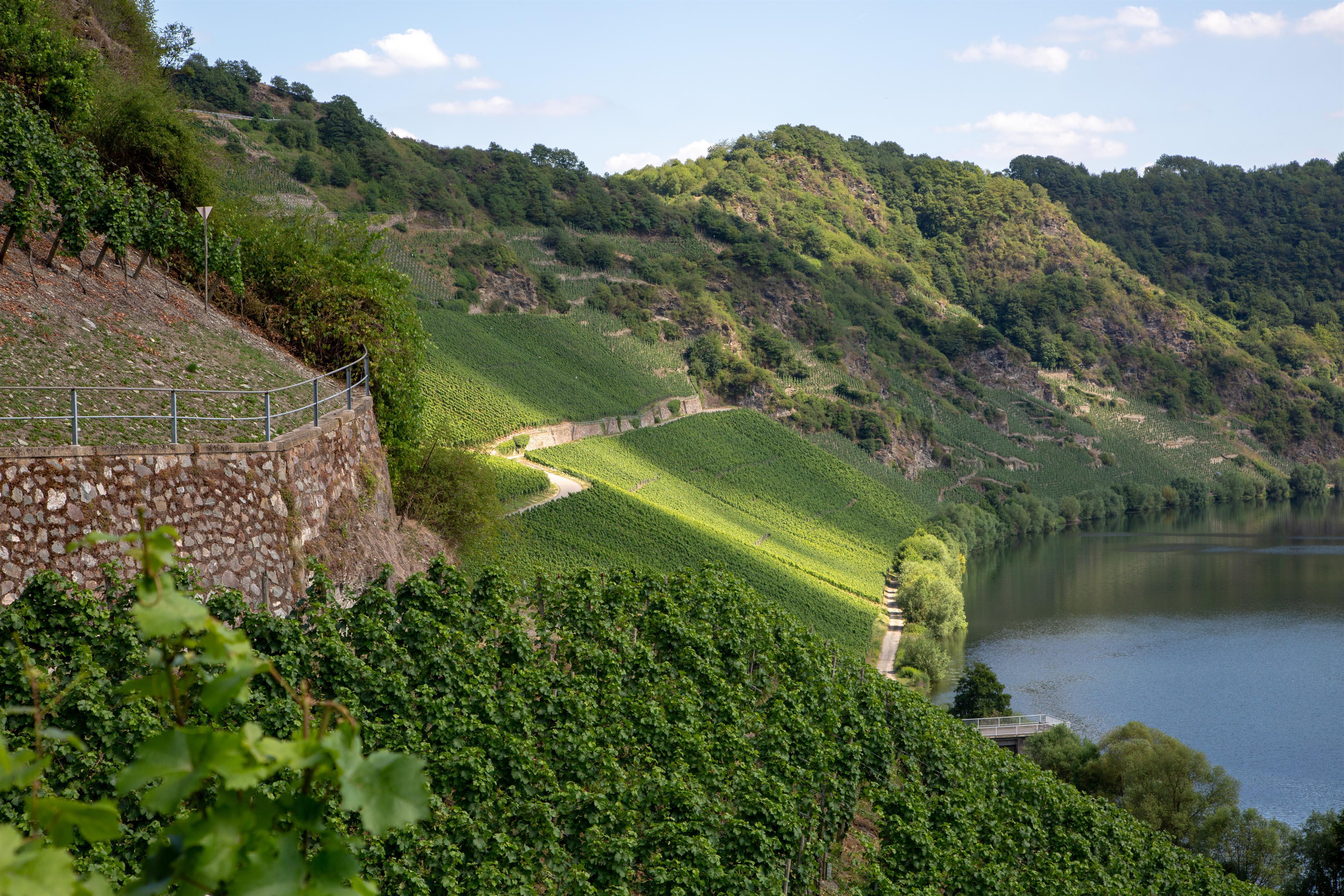 Weingut Lothar Kettern - Weinberge