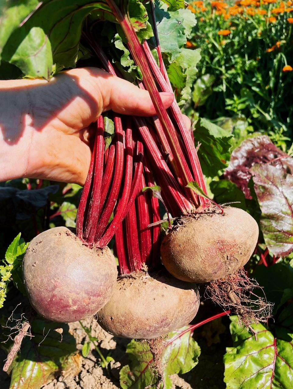 rote Beete