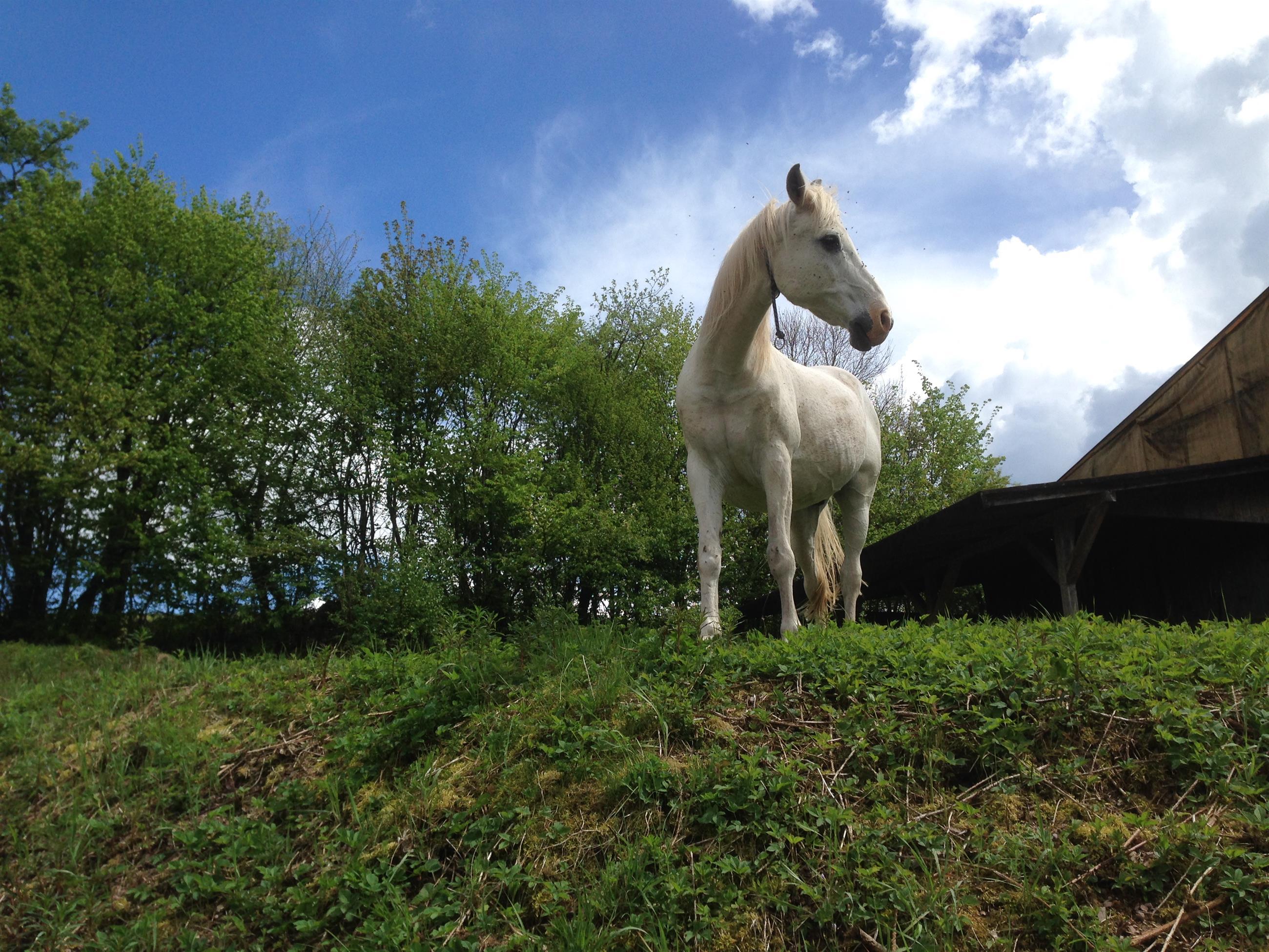 Pferd