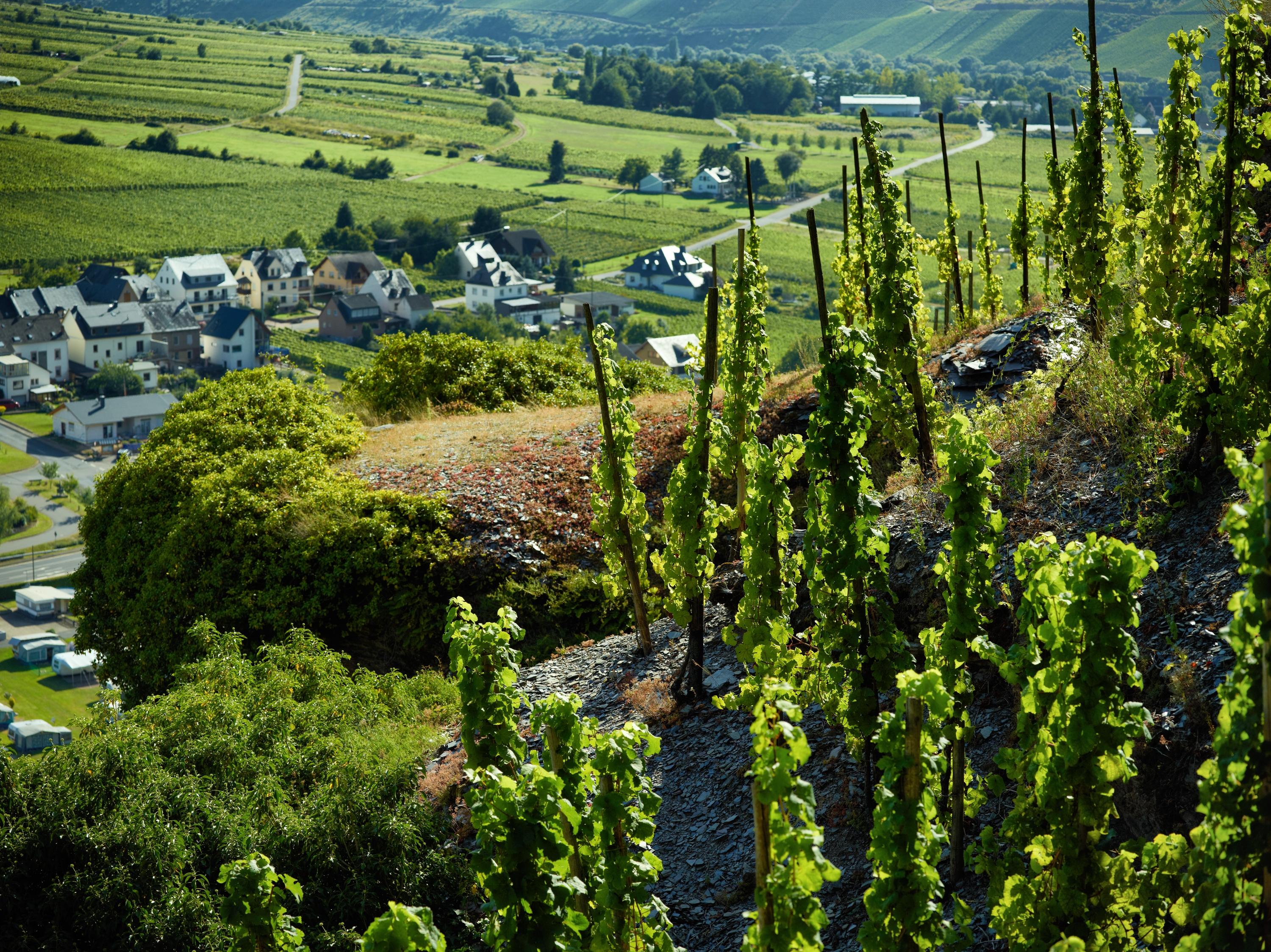 Ausblick auf Erden