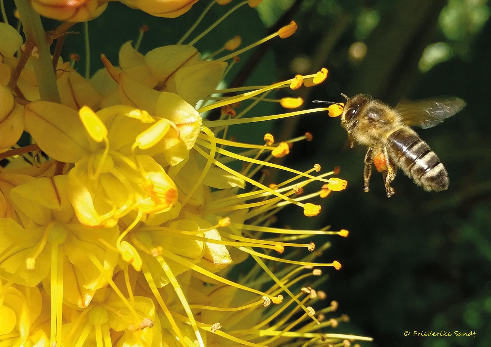 Friederikes Bienen