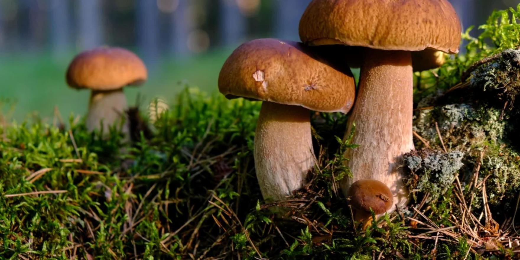 Die kulinarische Empfehlung der Saison