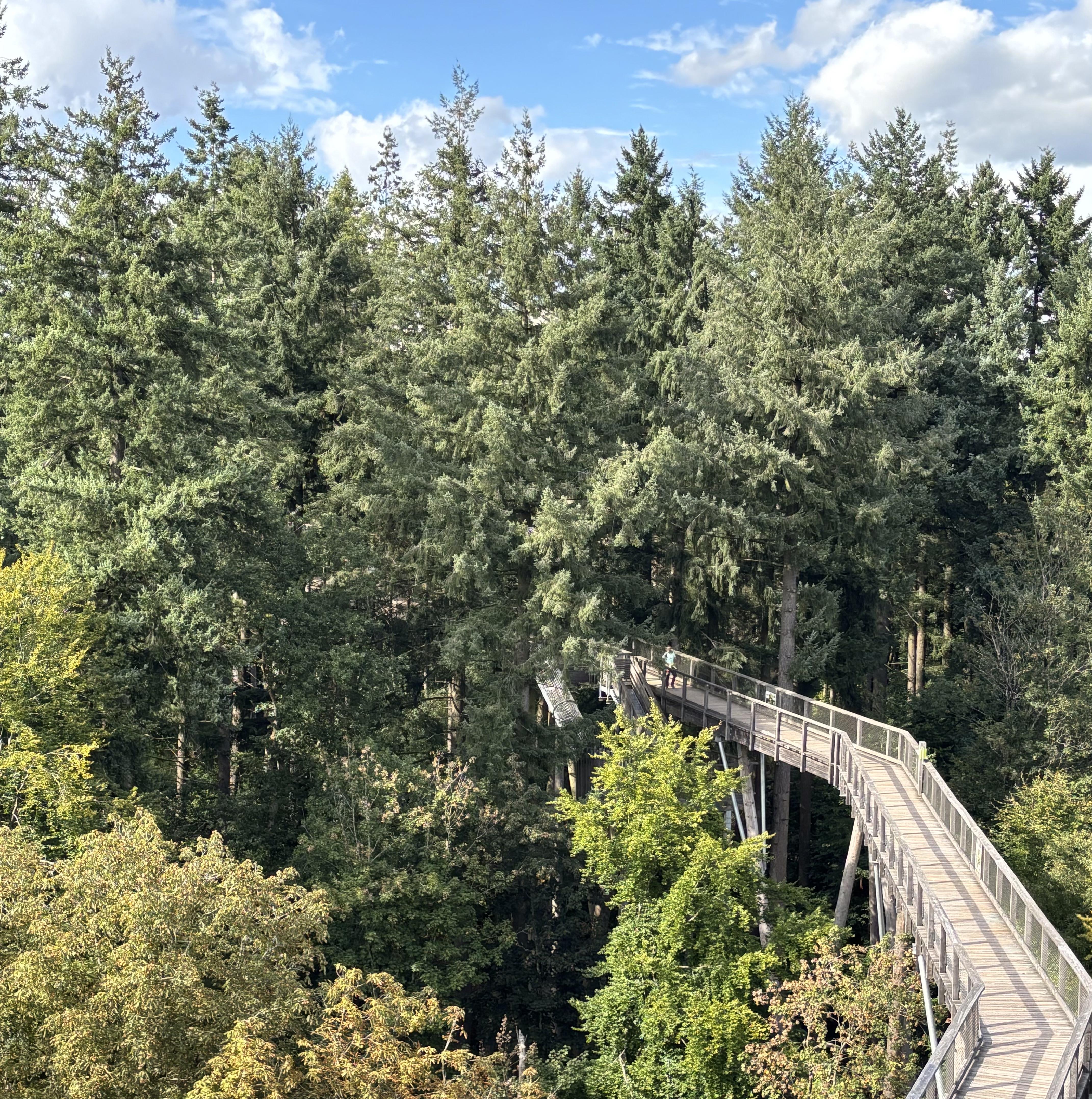 Baumwipfelpfad Orscholz (1)