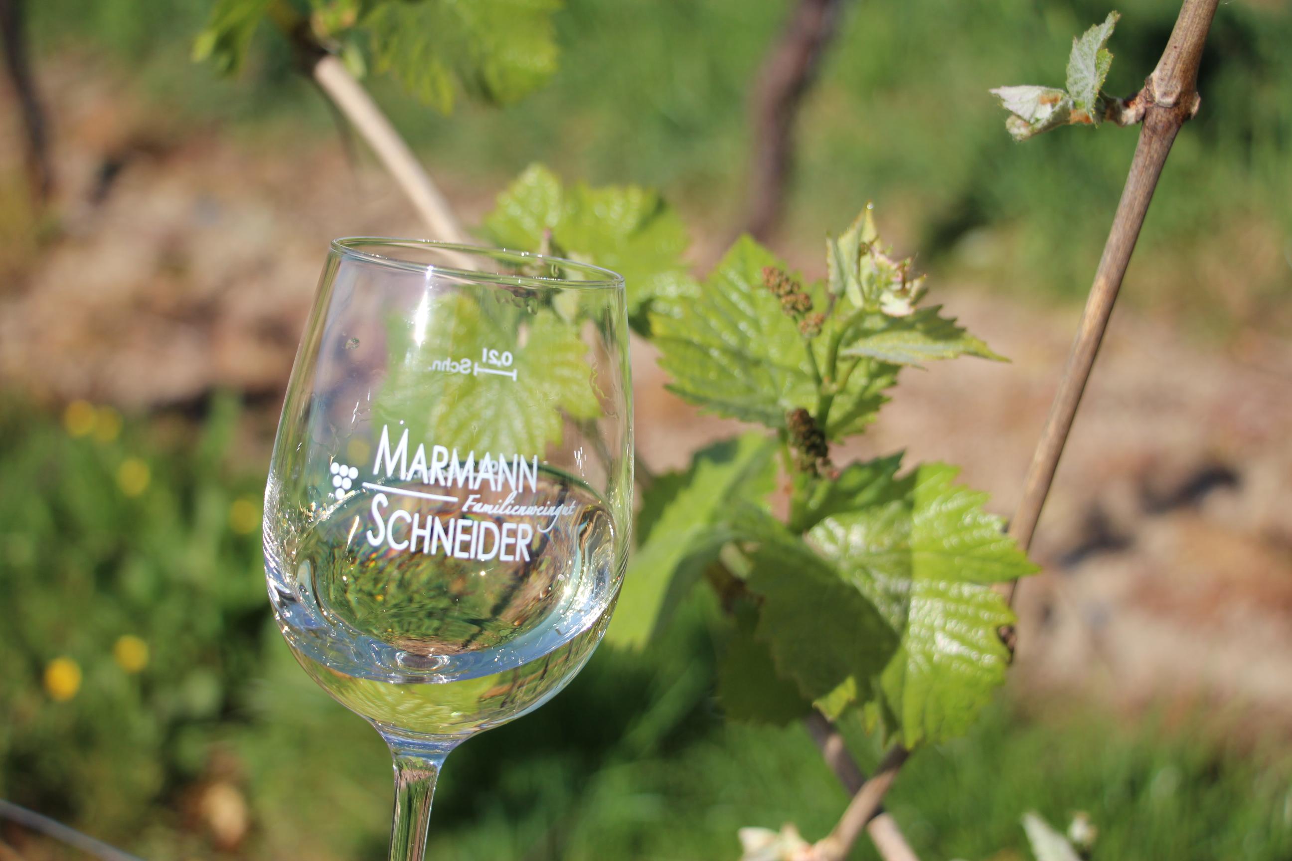 Weinglas Familienweingut Marmann-Schneider