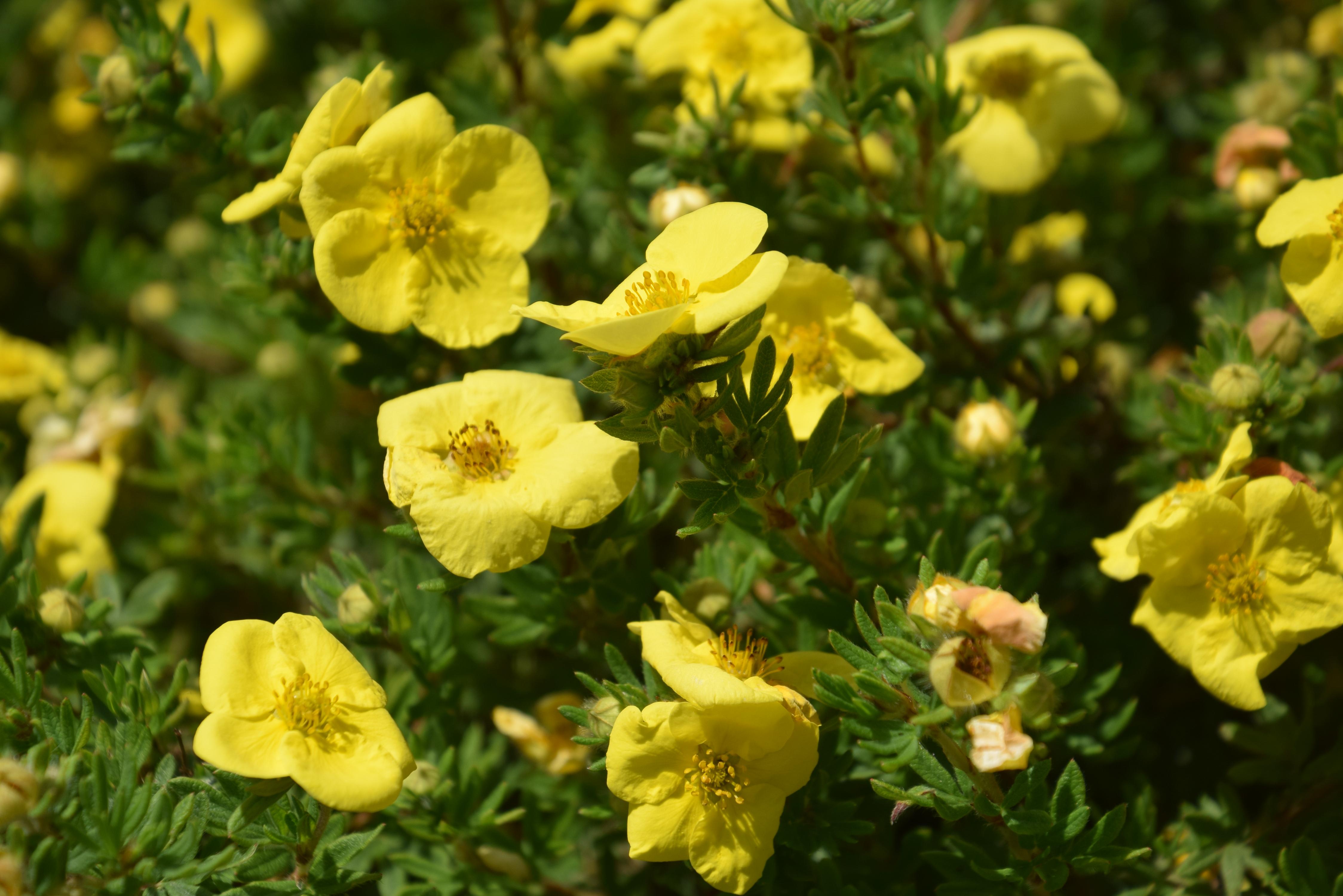 Blumen