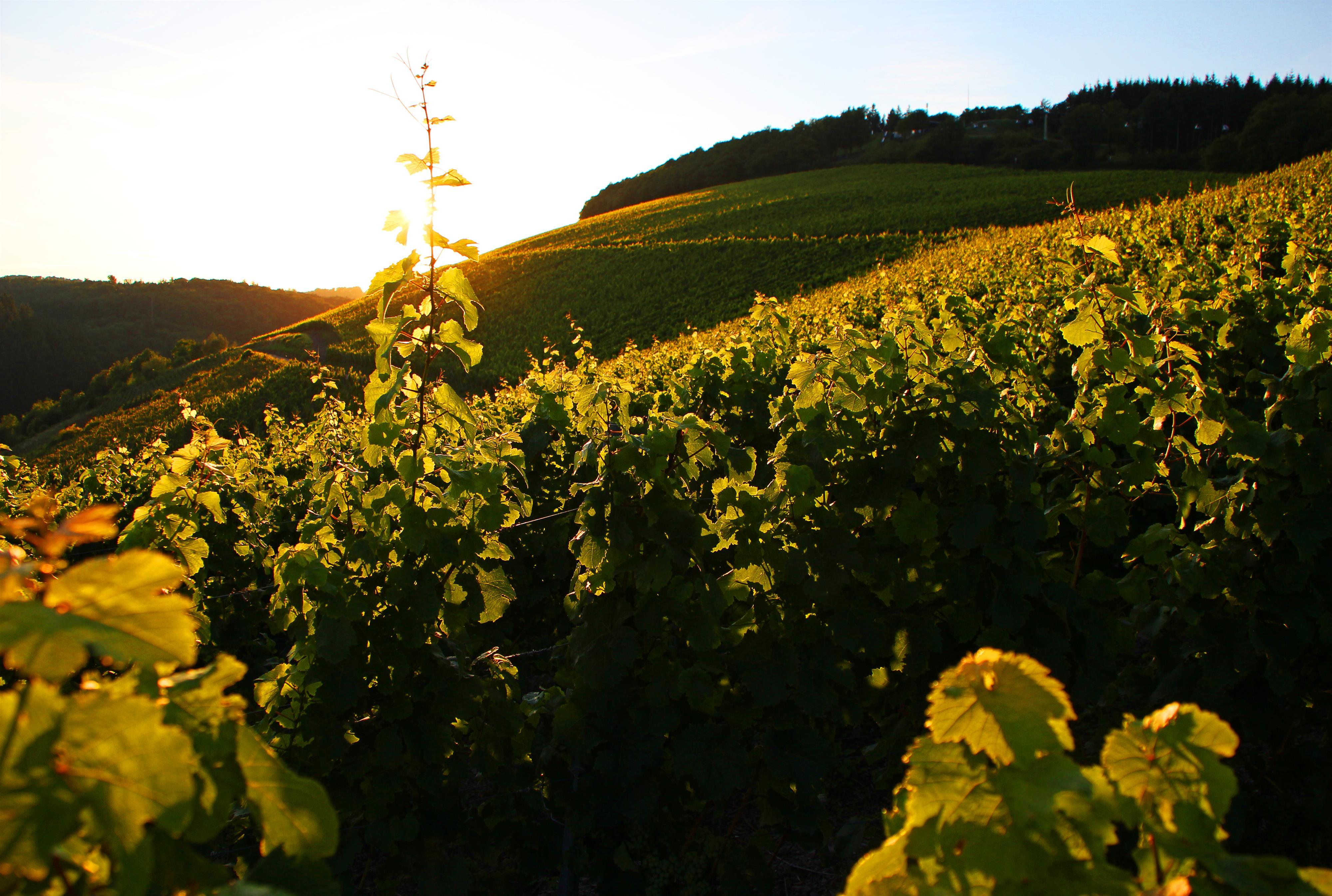 Weingut Forstmeister Geltz Zilliken (02)