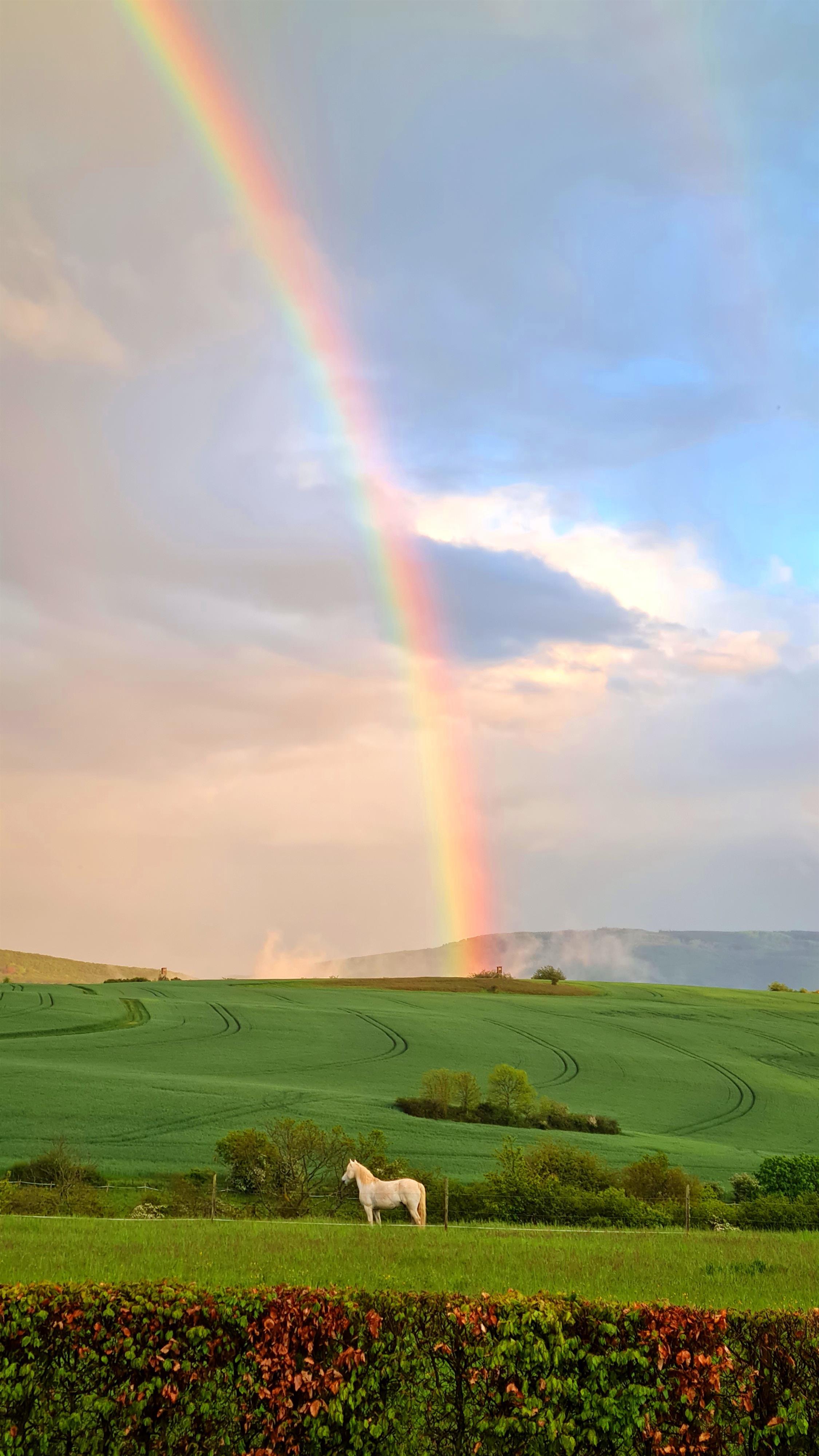 Iristraum im Panoramagarten Dörscheid WelterbeGarten