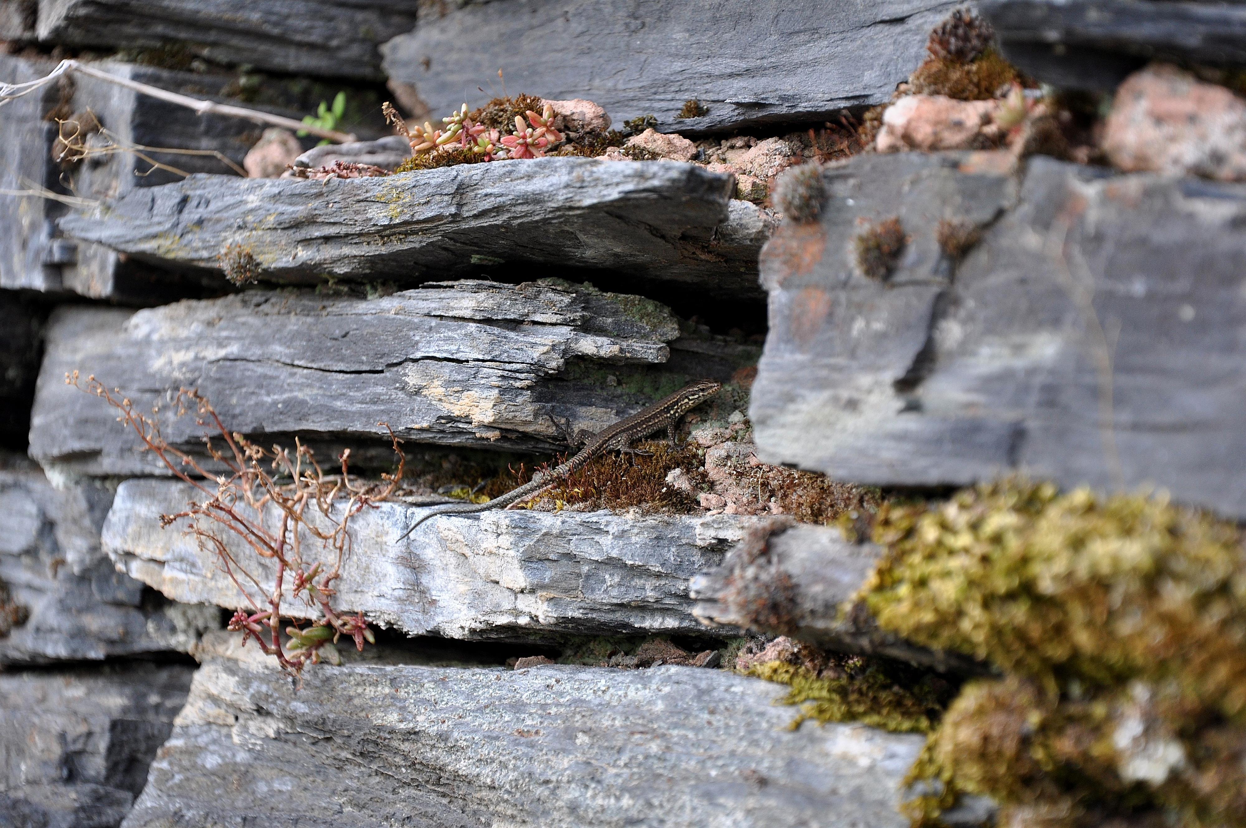 Schiefermauer