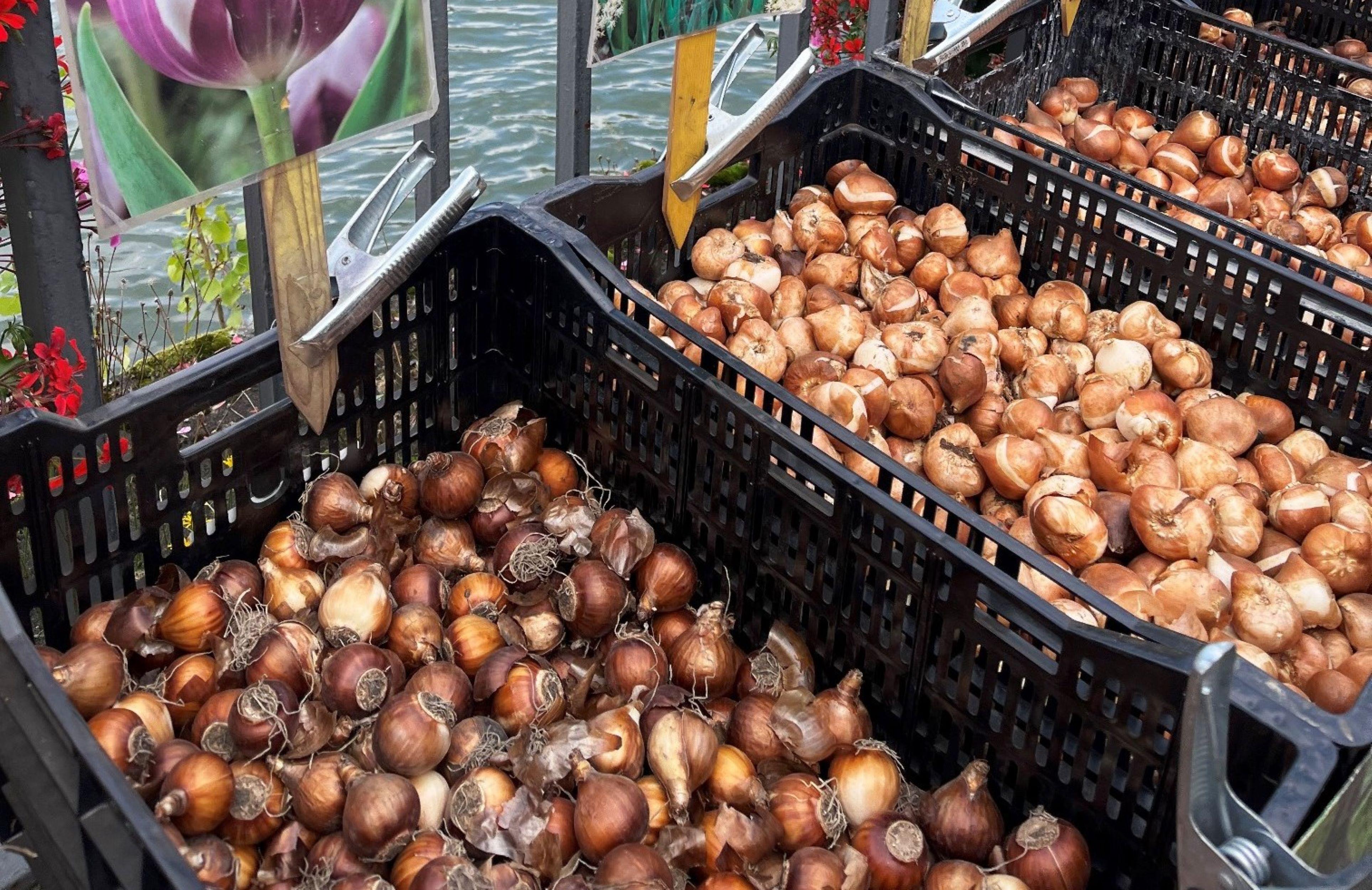Zwiebelmarkt 2026