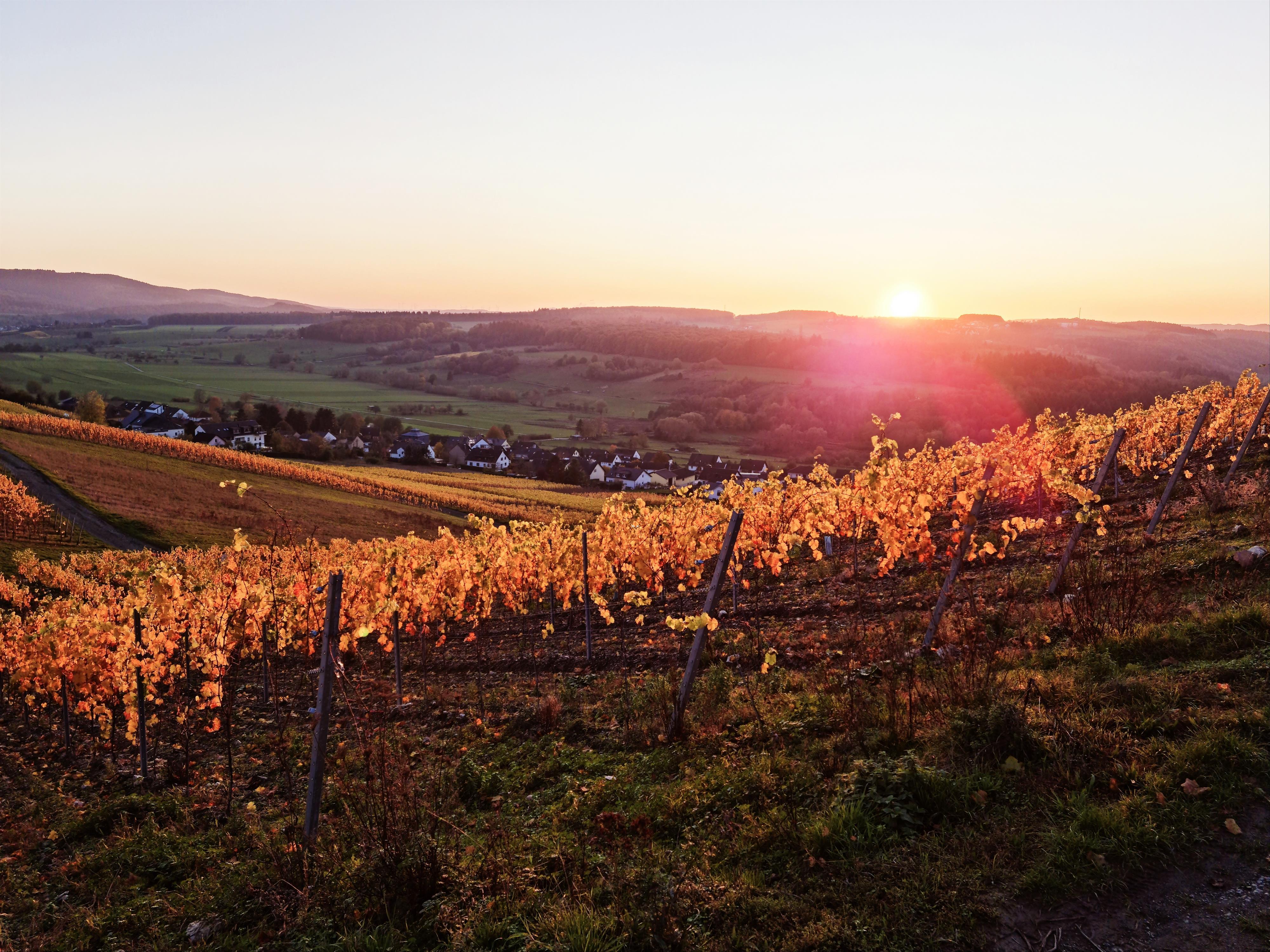 Weinberge Obermennig