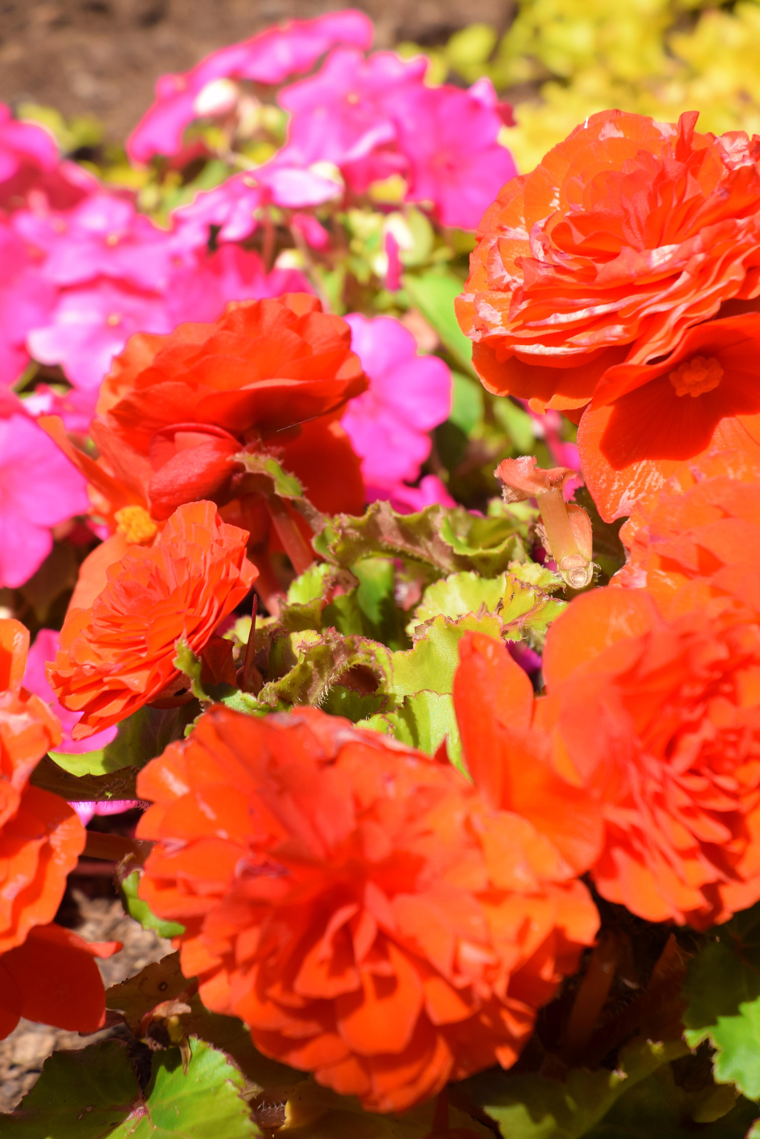 Blumen