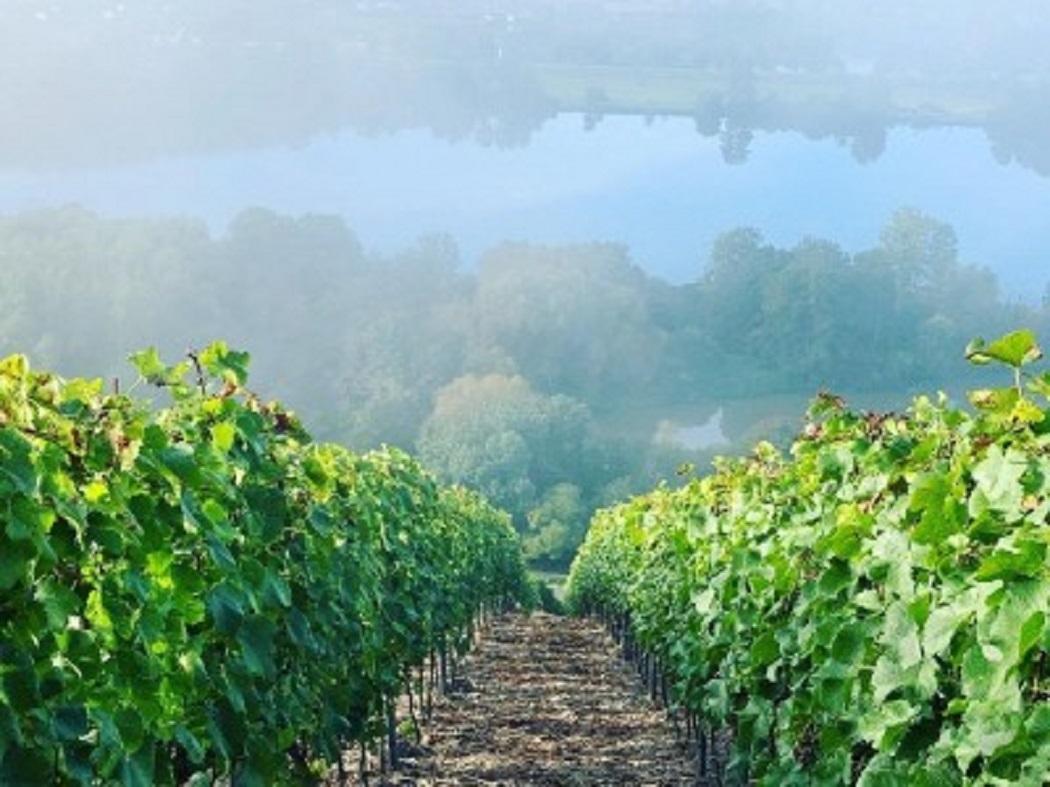 Weinberge