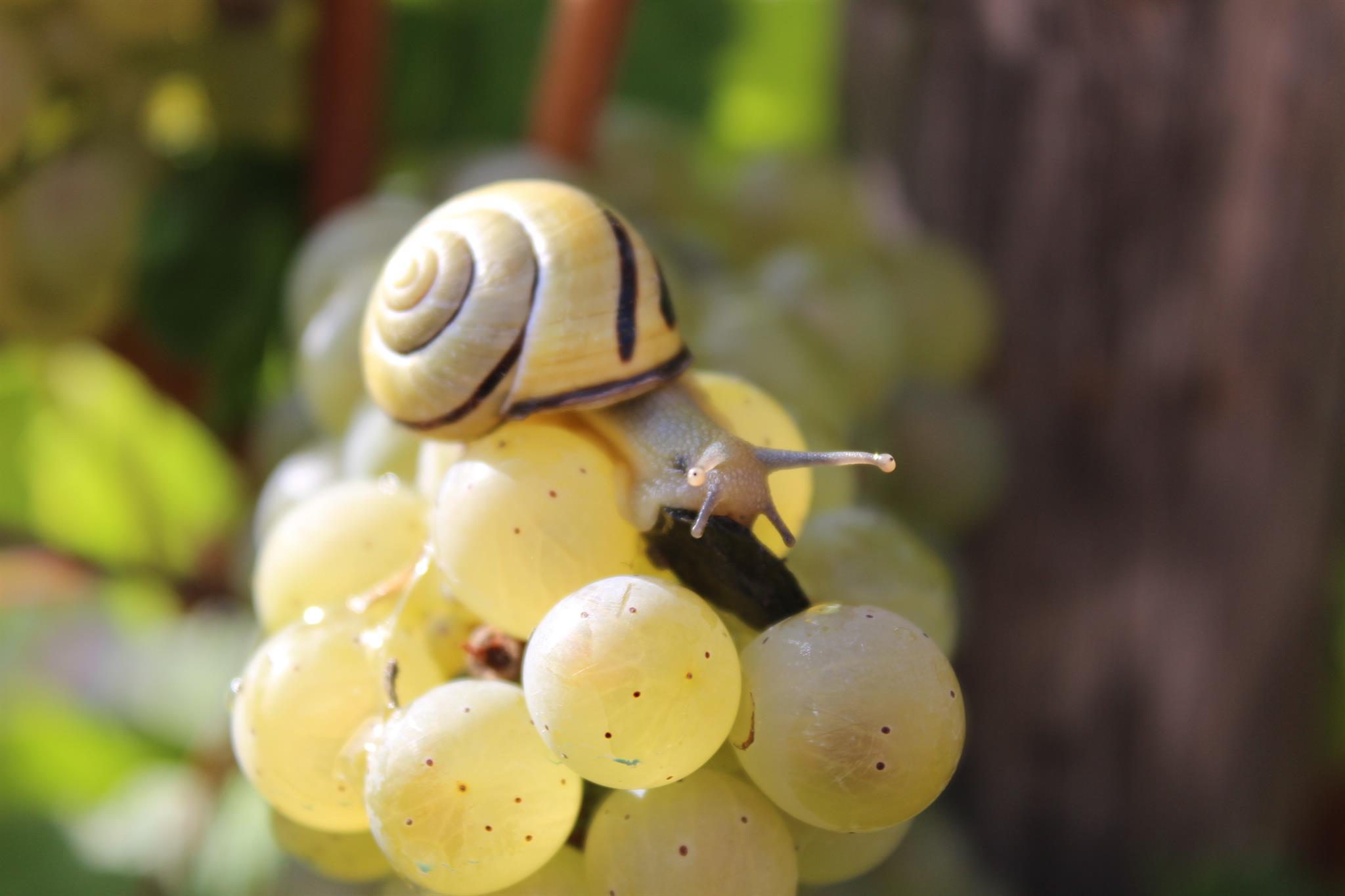 Weinbergsschnecke