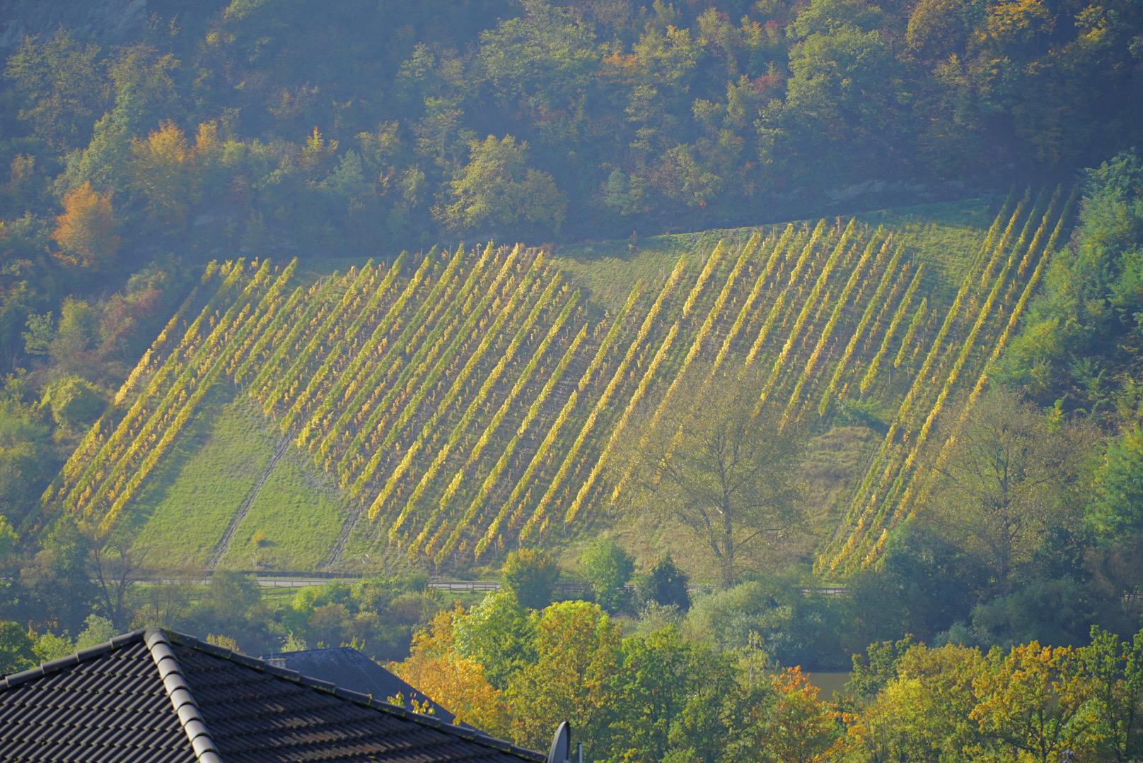 Blick ins Moseltal Herzweinberg