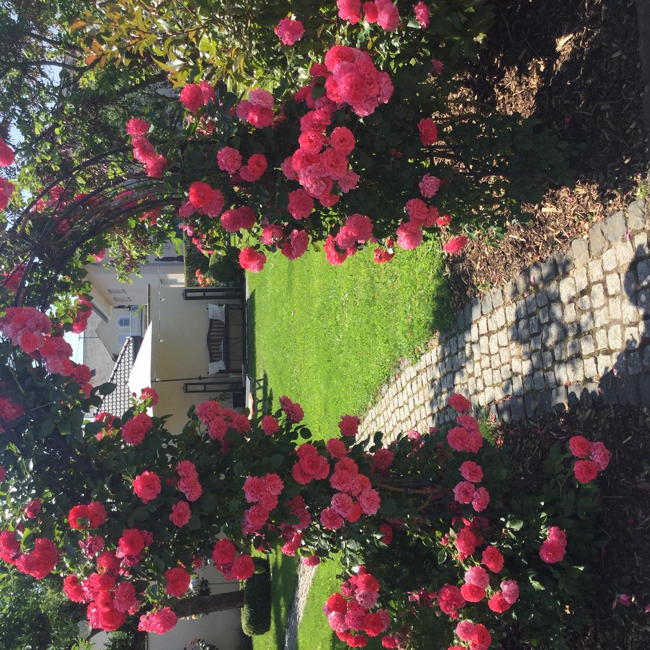 Rosen-Tor in voller Blüte