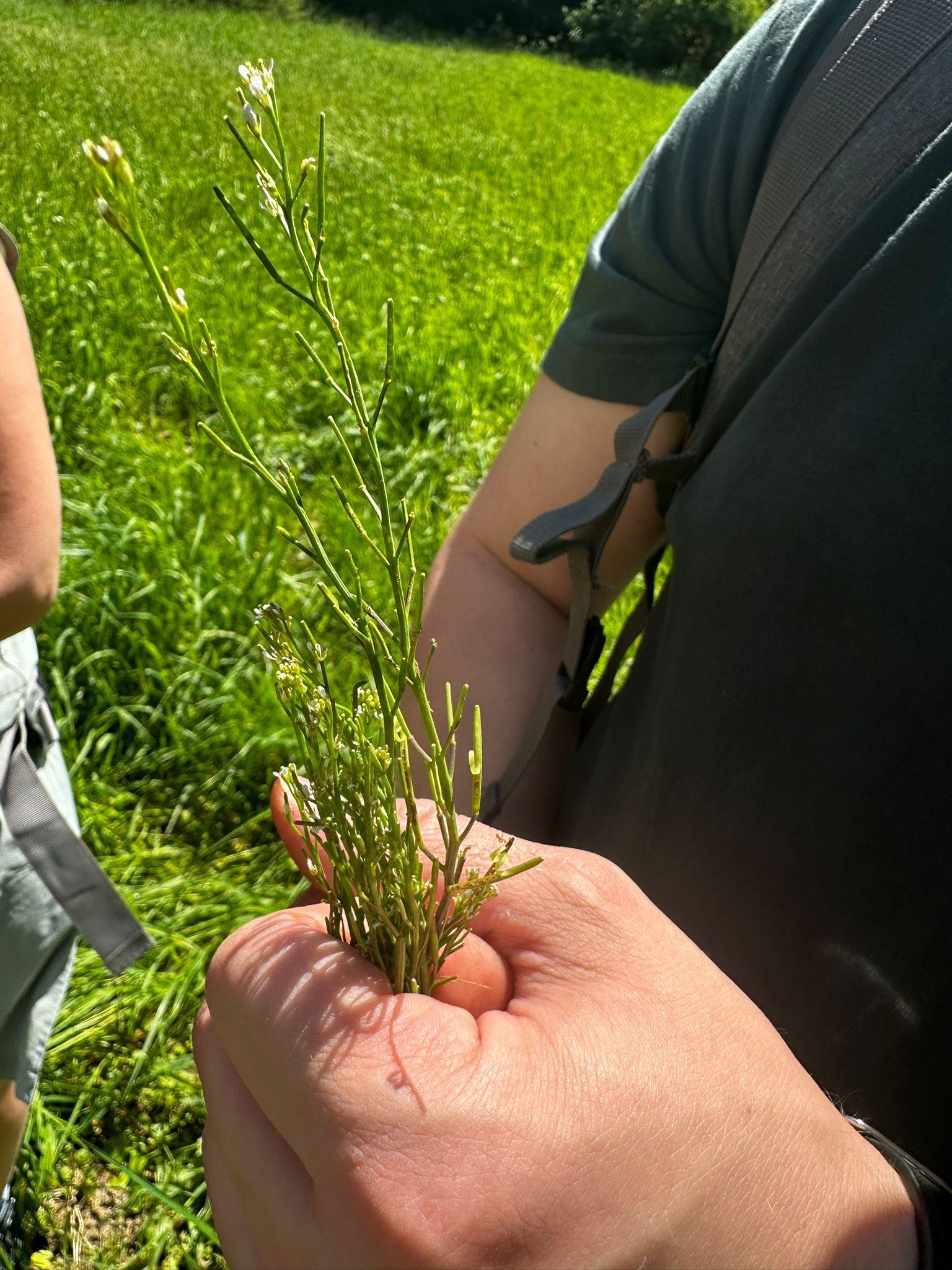 Seminar Essbare Wildkräuter 3