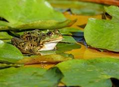 Die Heimischen Amphibien
