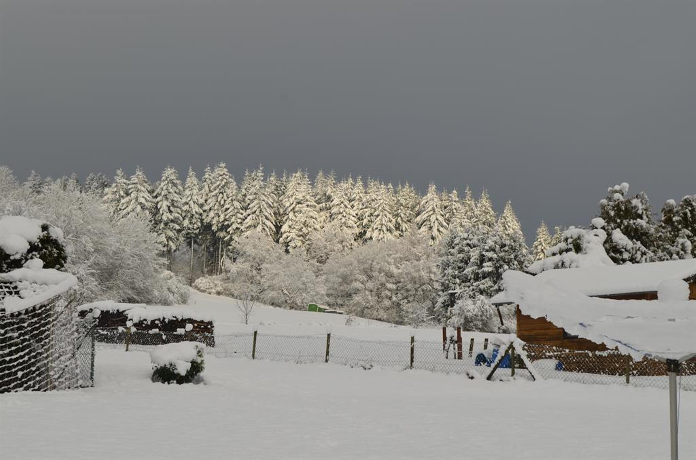 Winter im Hochwald