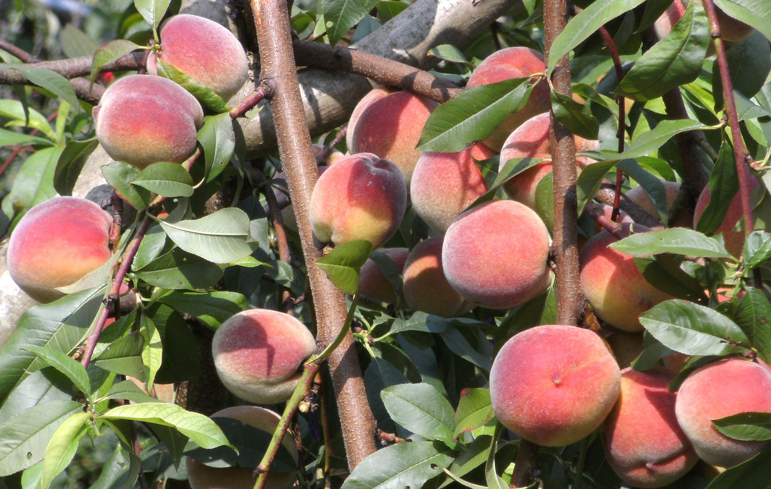 Weinbergpfirsichblüten Tage