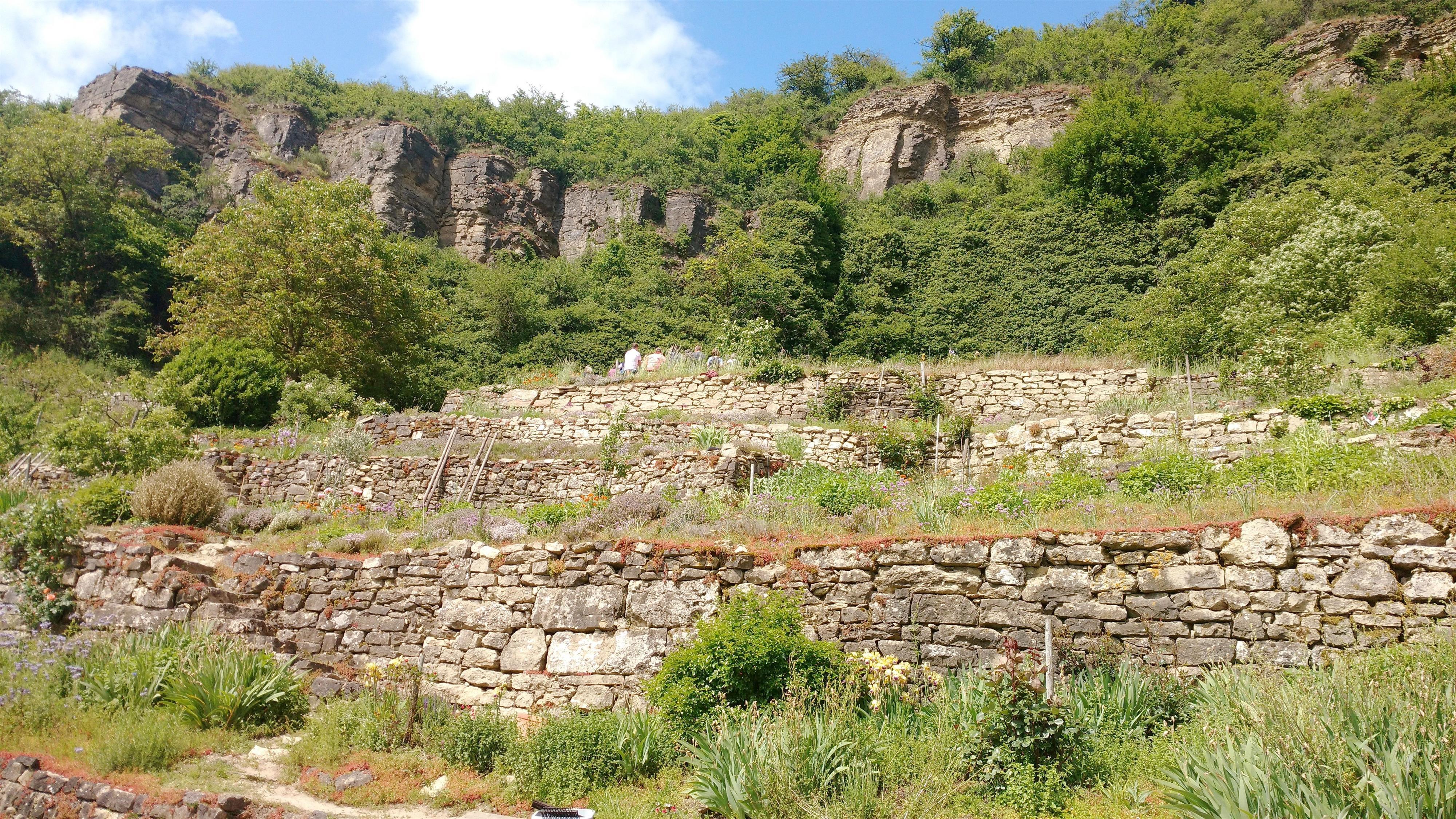 Wildes Kochen im Weinberg (3)