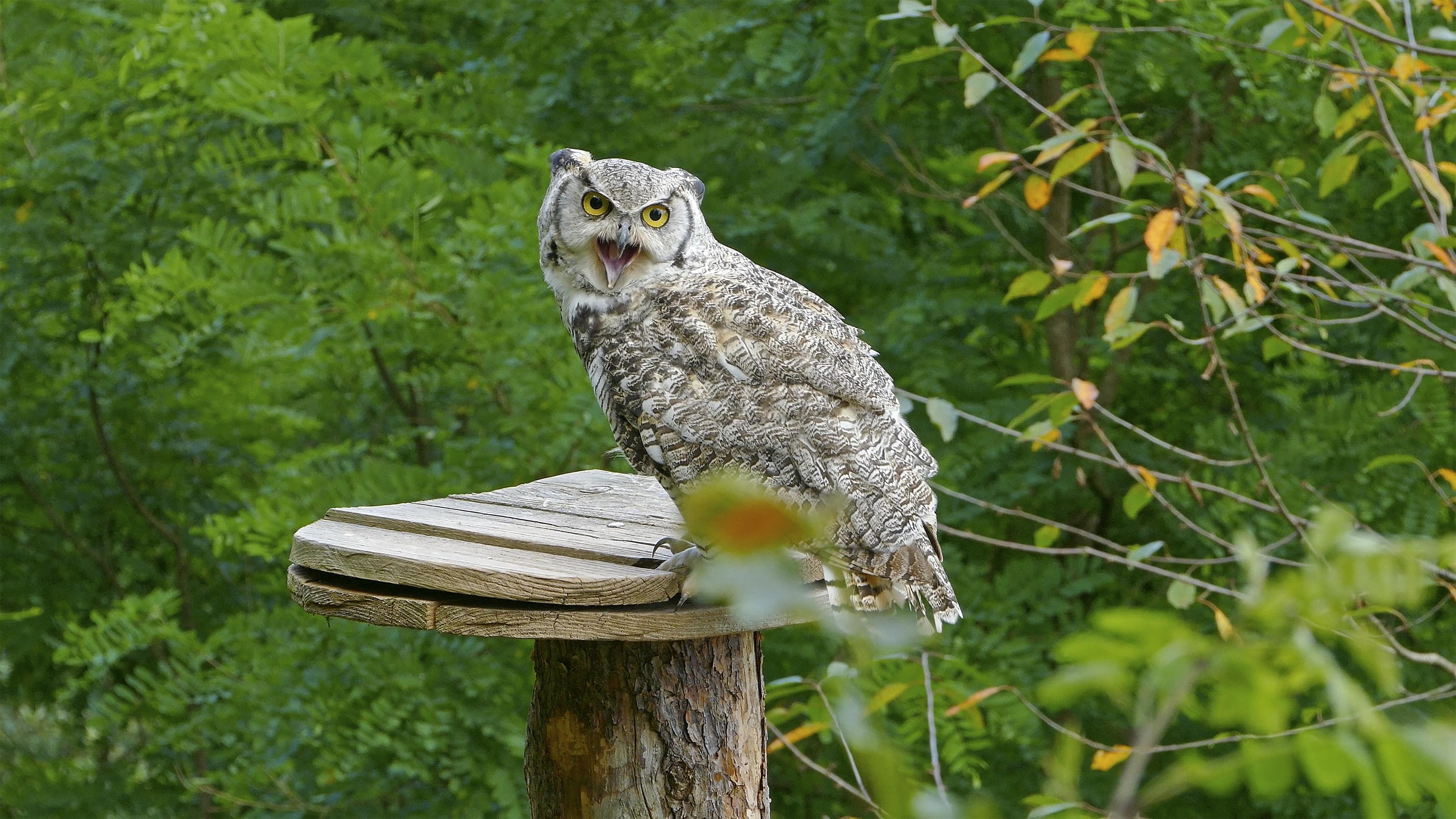 Greifvogelpark Saarburg (6)