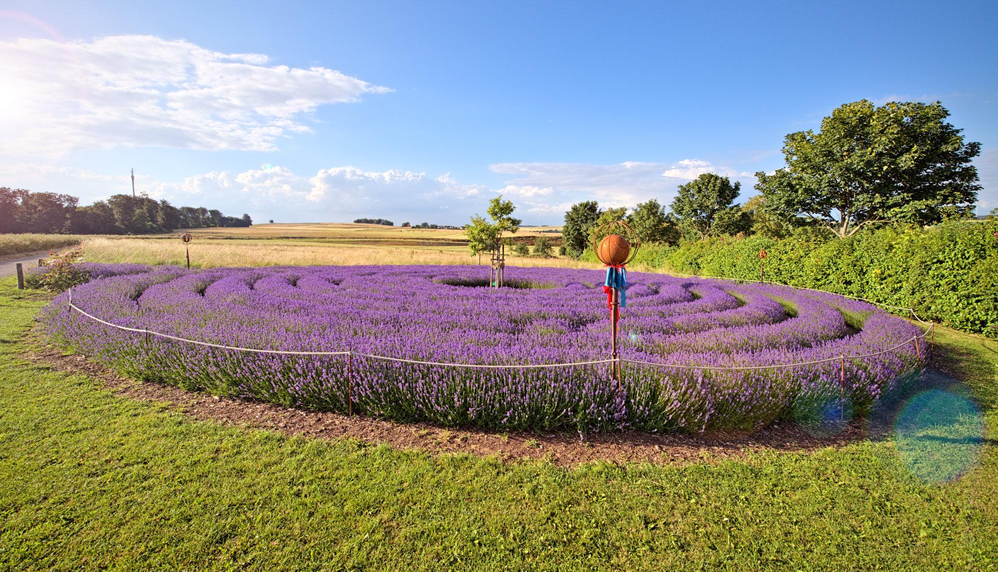 Inspirierend - das Lavendel-Labyrinth Kastellaun