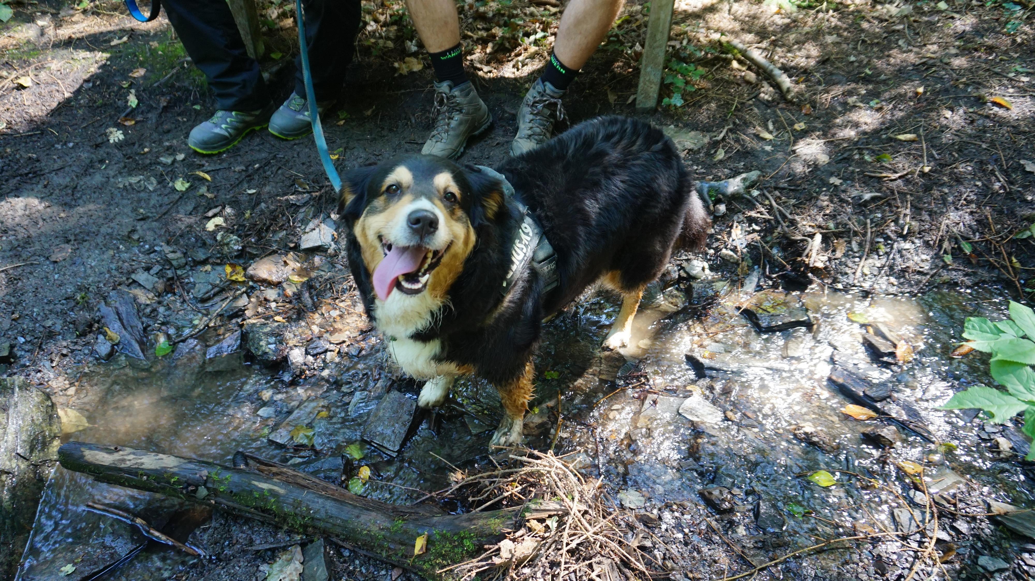 Hund