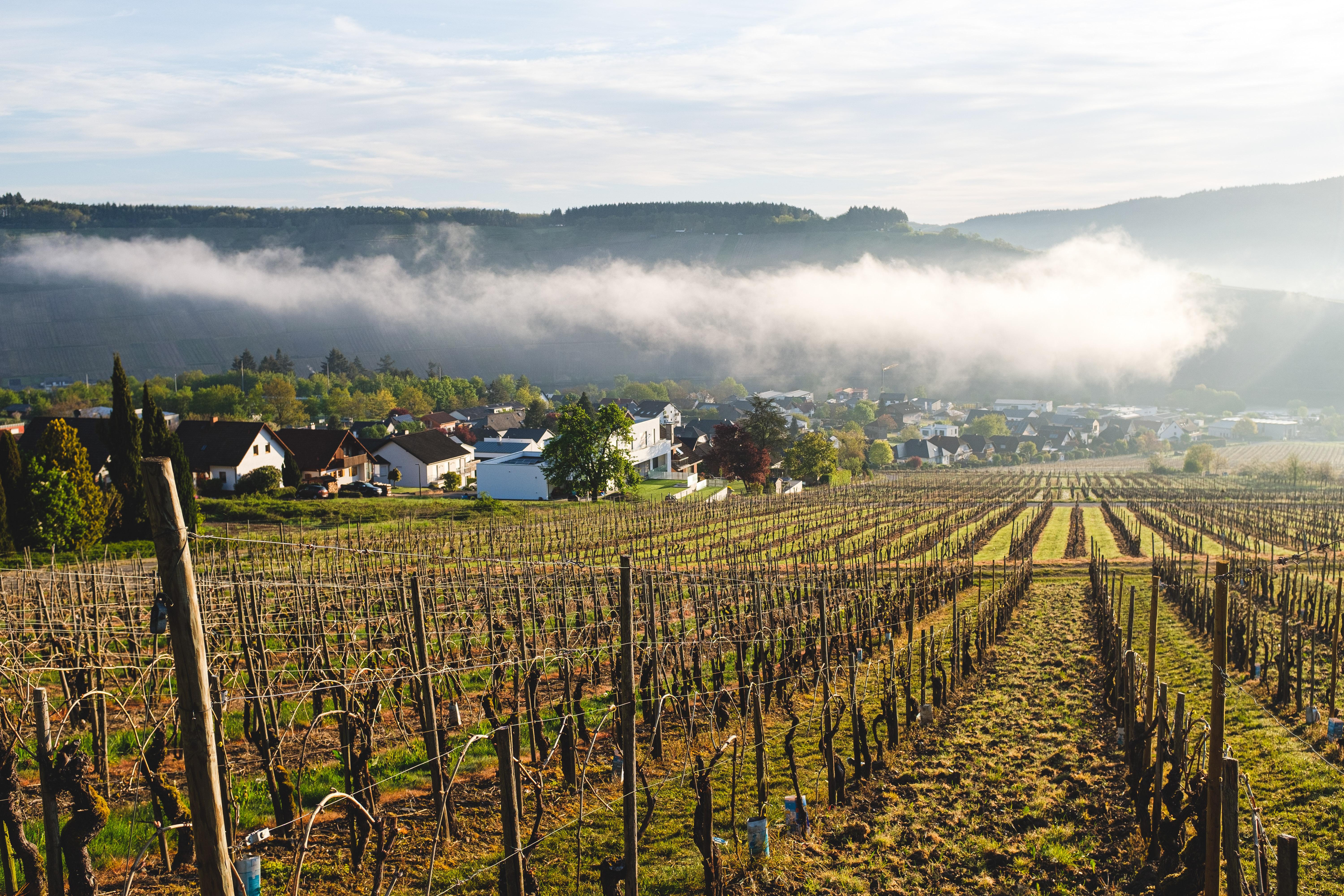 Weinberge im Herbst