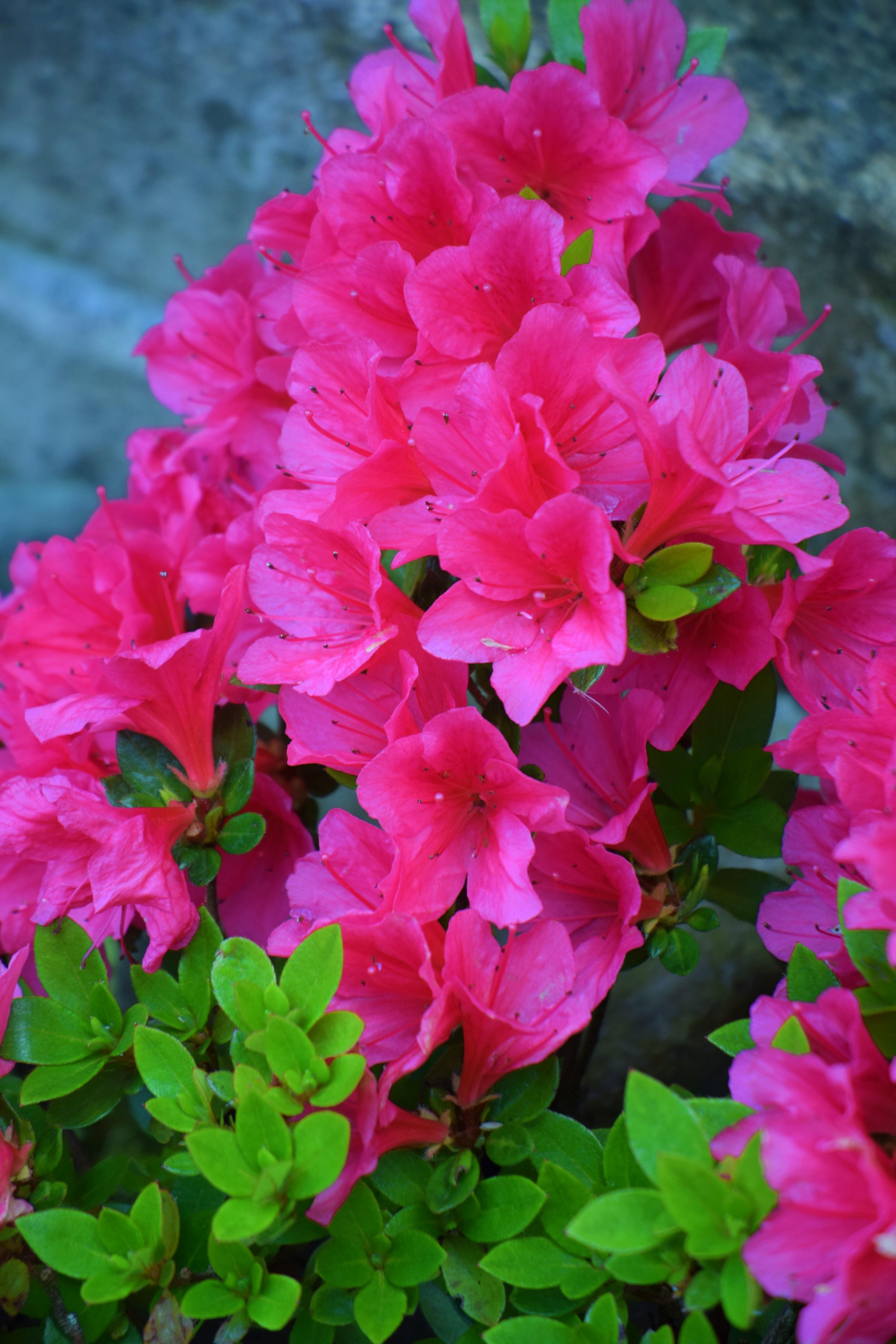 Blumen