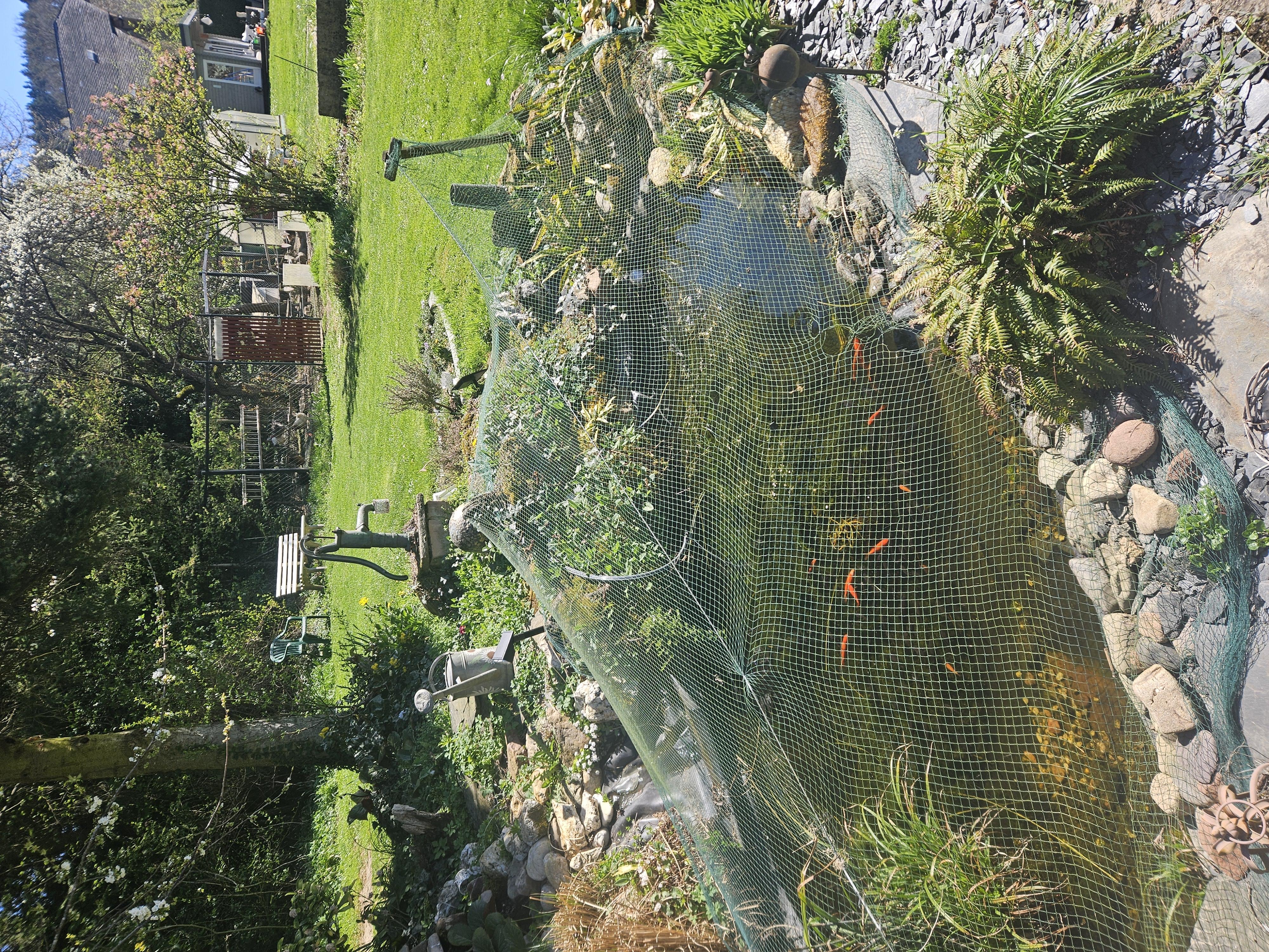 Teich im Garten