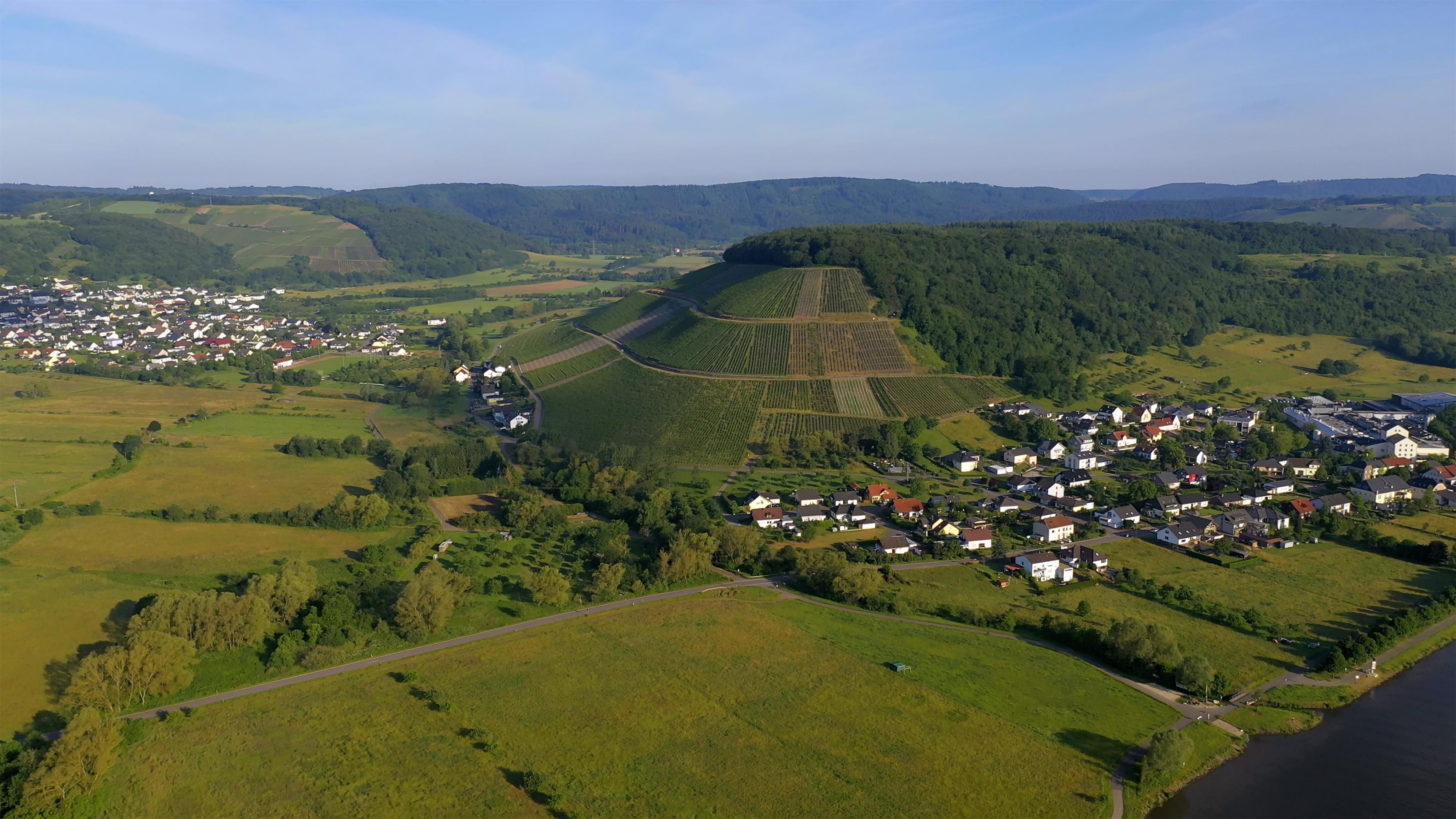 Blick auf die Weinlage Ayler Kupp